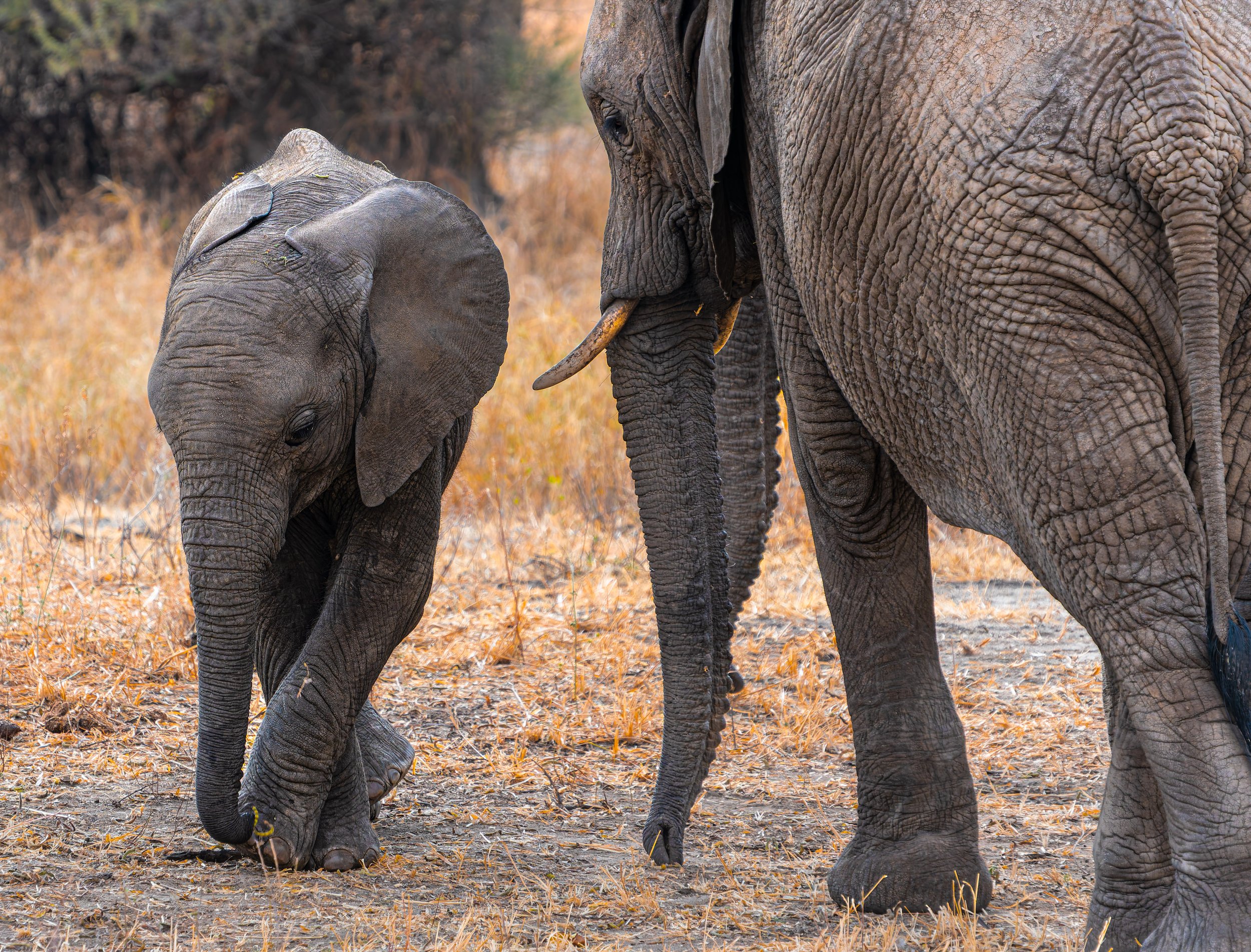 Momma and baby11-2.jpg