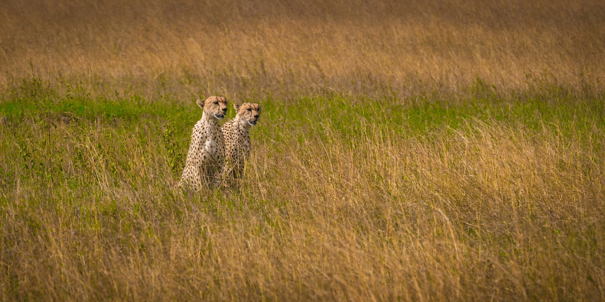 Cheetahs watching 6966.jpg