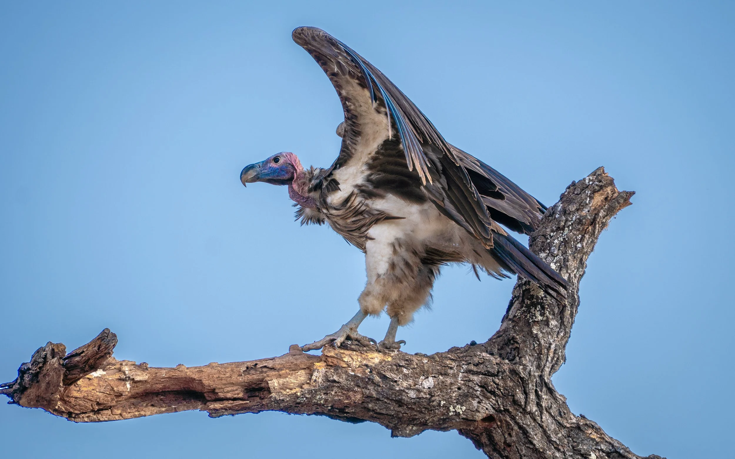 Vulture on branch CU.jpg
