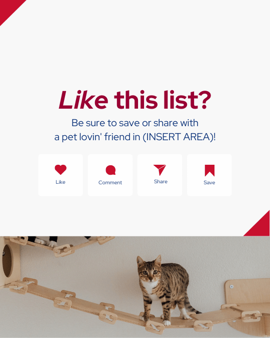 Day 9_ Pet Friendly Spots (3).png