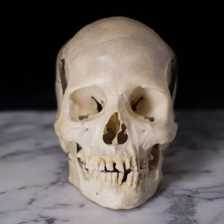 HUMAN EDUCATIONAL SKULL