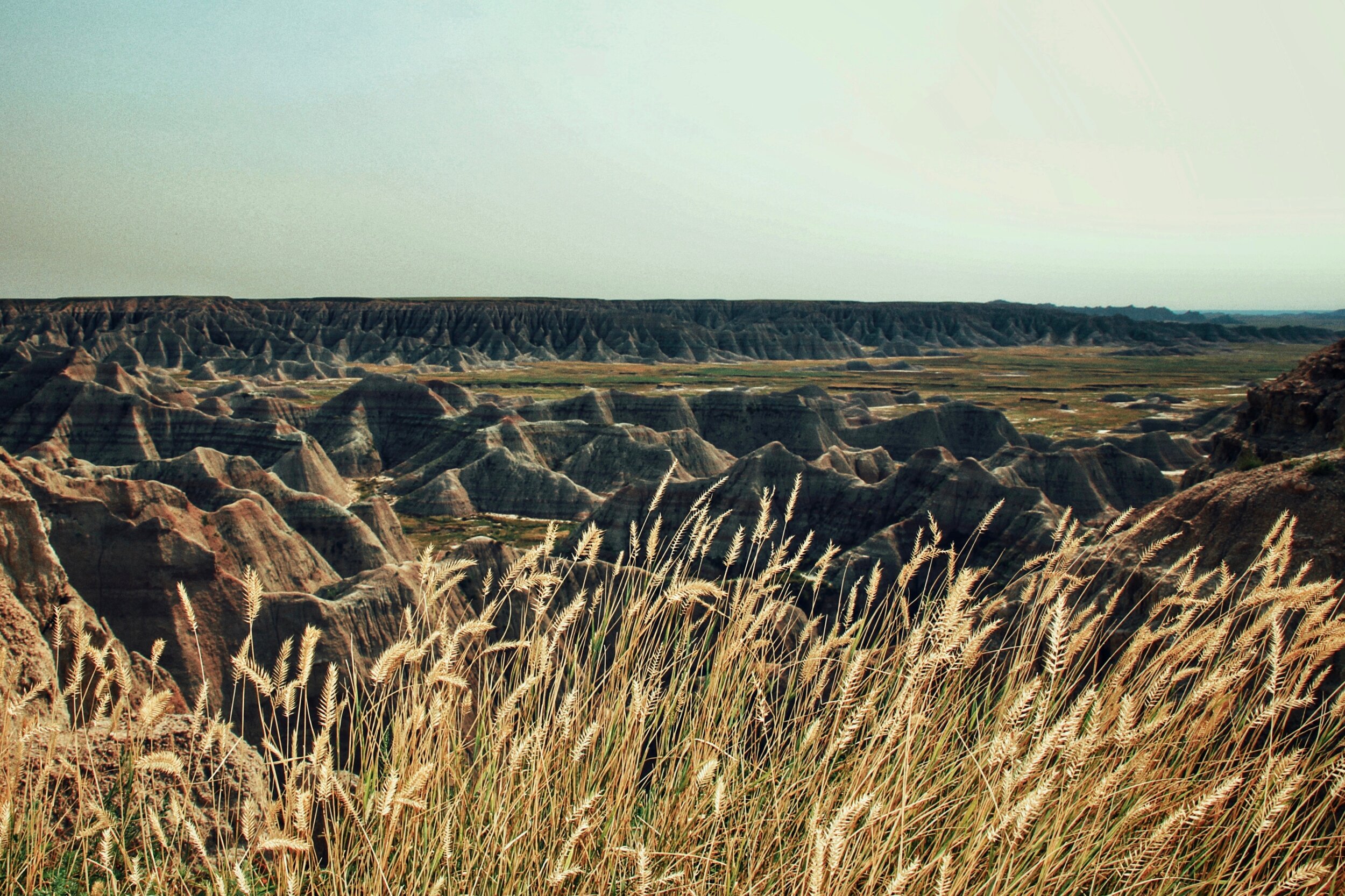 Badlands Grasses