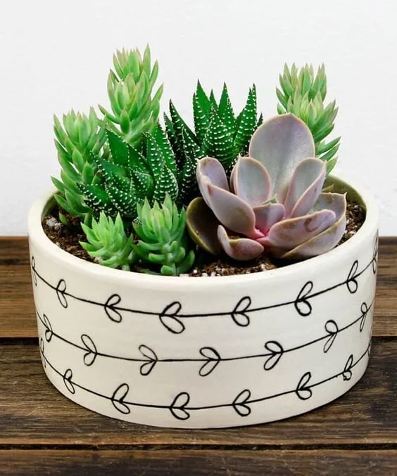 diy succulent.jpg