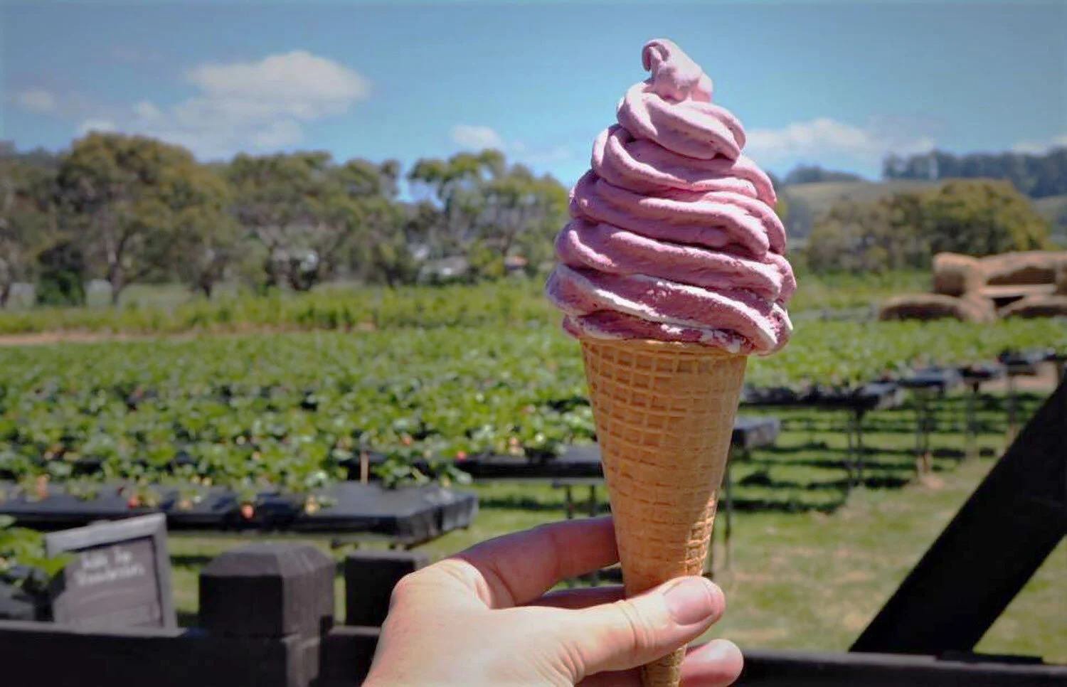 Real Fruit Ice Cream Machine Profit Margins — Little Jem, NZ
