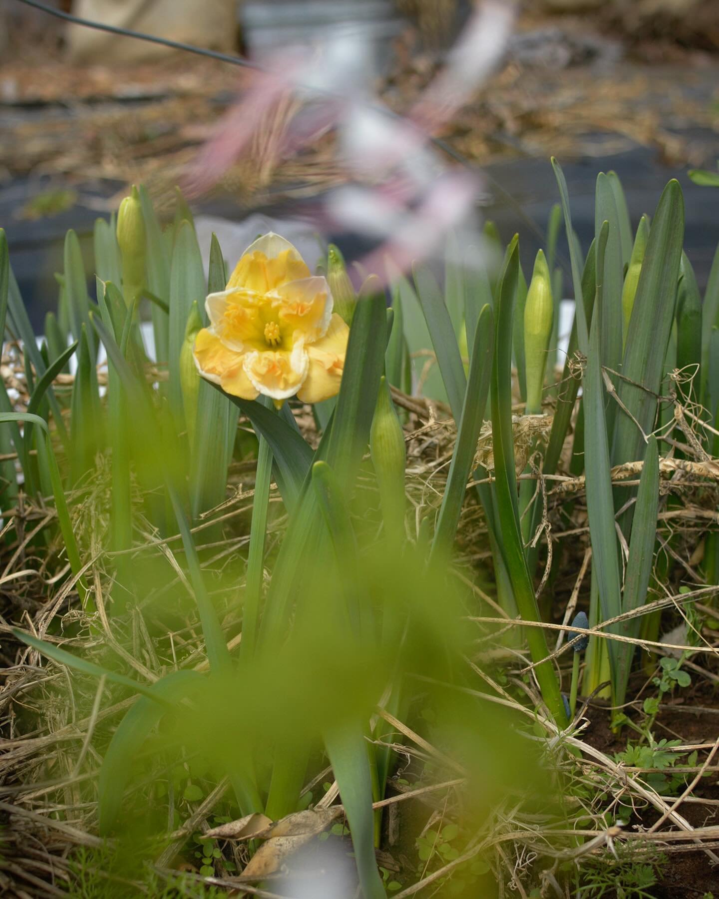 Hello spring ☺️ These little faces are popping up and we&rsquo;re so happy to see them&hellip; 

#farmerflorist #daffodil #springblooms #alltheprettyflorals #mybloominglens #mngrown #springflowers #duluthmn