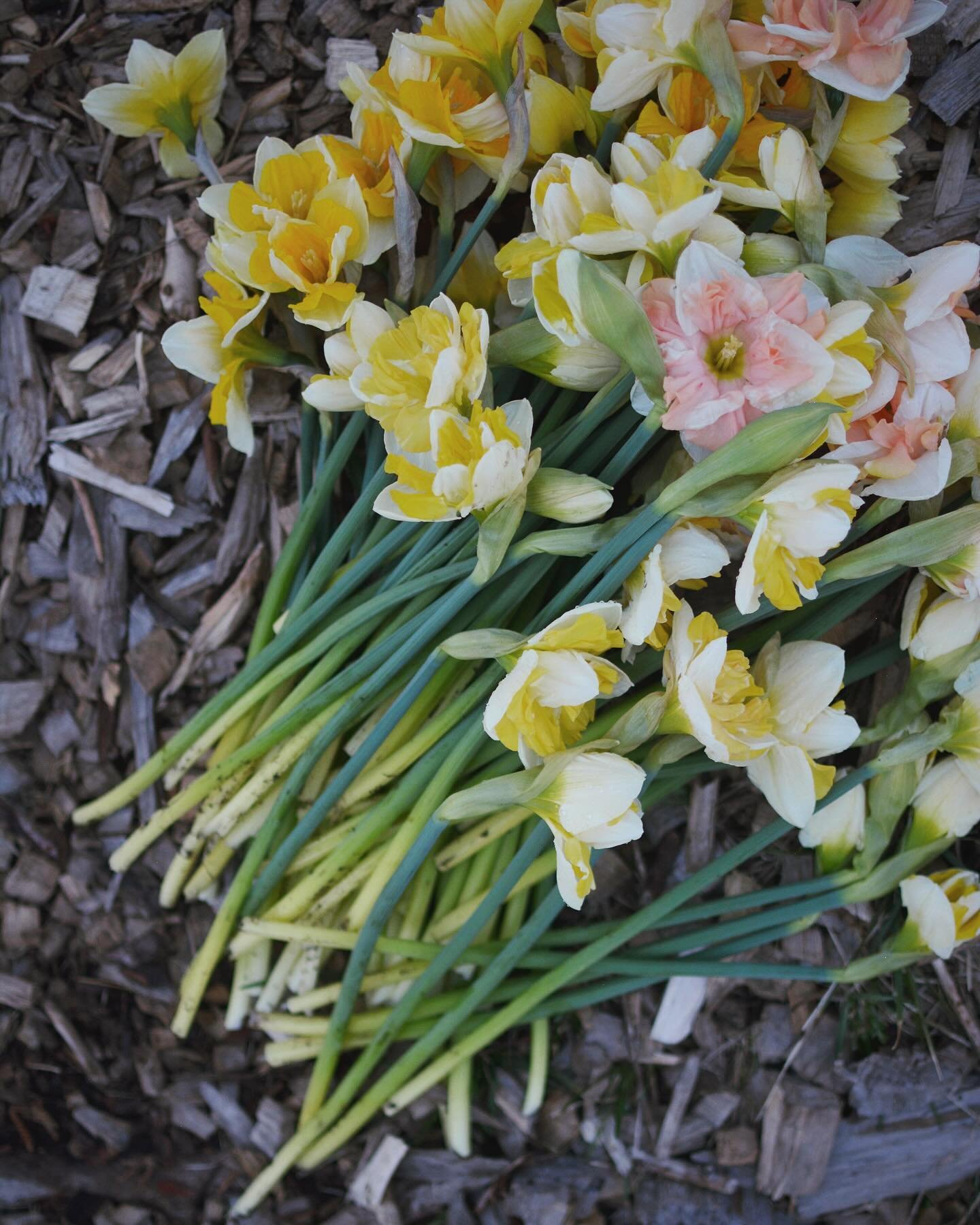 Good news! A handful of spring blooms from right here in MN ✨☺️
More to come &mdash; we&rsquo;ll let y&rsquo;all know when the farm really starts producing and the sharing will begin&hellip; 

#daffodil #springflowers #farmerflorist #blooooms #grownn