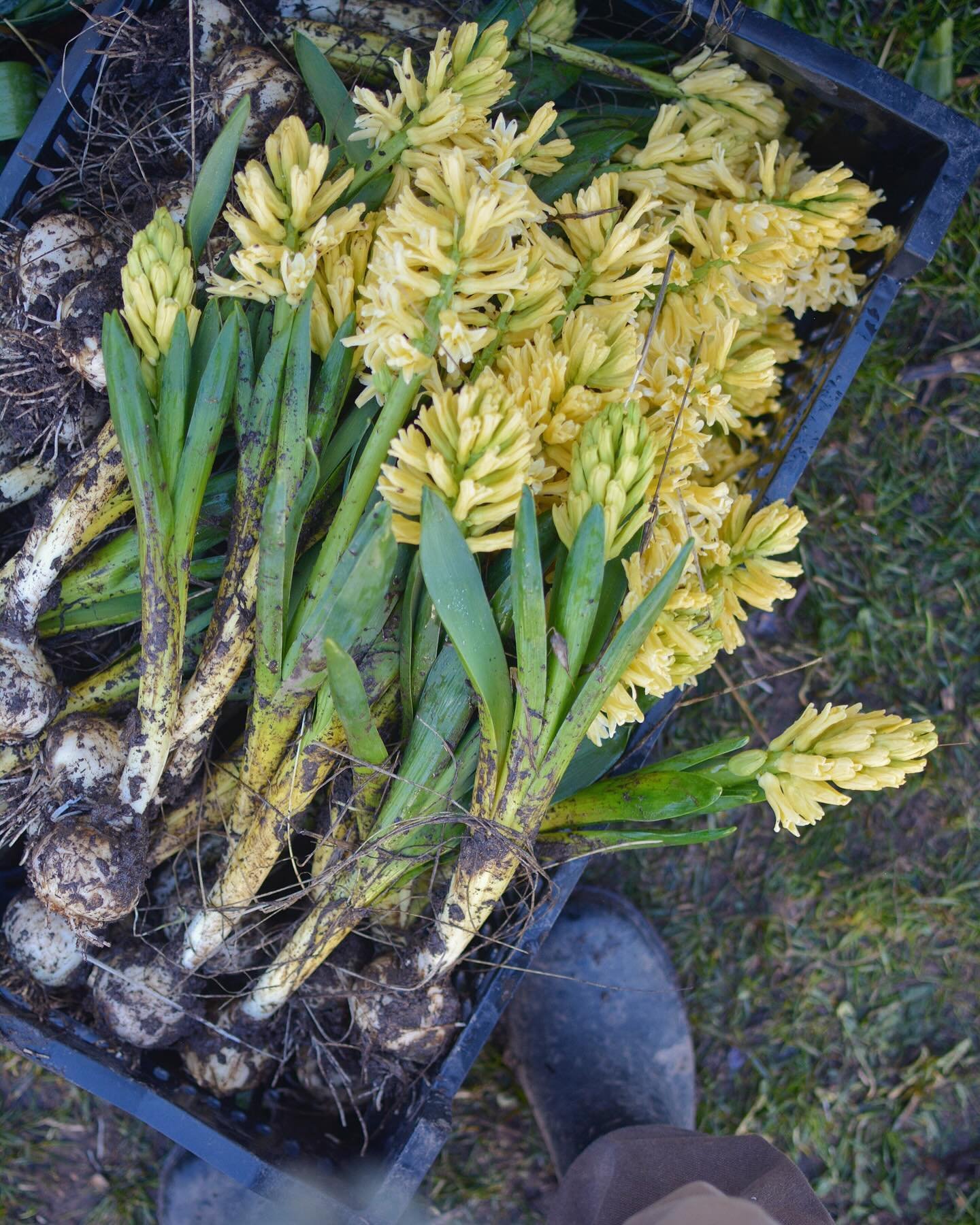 Beautiful hyacinth just out of glorious spring mud 💛 It&rsquo;s manic harvesting. Help 😅

#hyacinth #springblooms #springbulbs #blooooms #mybloominglens #grownnotflown #duluthmn #farmerflorist