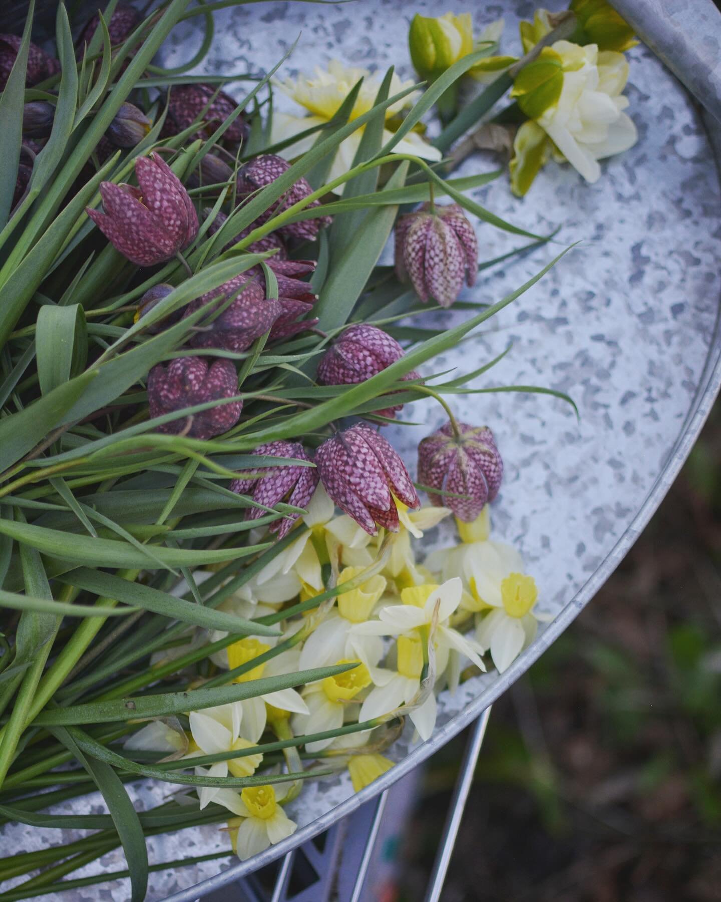 Morning harvest &mdash; a delightful chore 💛

#fritillaria #daffodil #grownnotflown #farmerflorist #duluthmn #goodmorning #springbulbs #springflowers #aseasonalyear