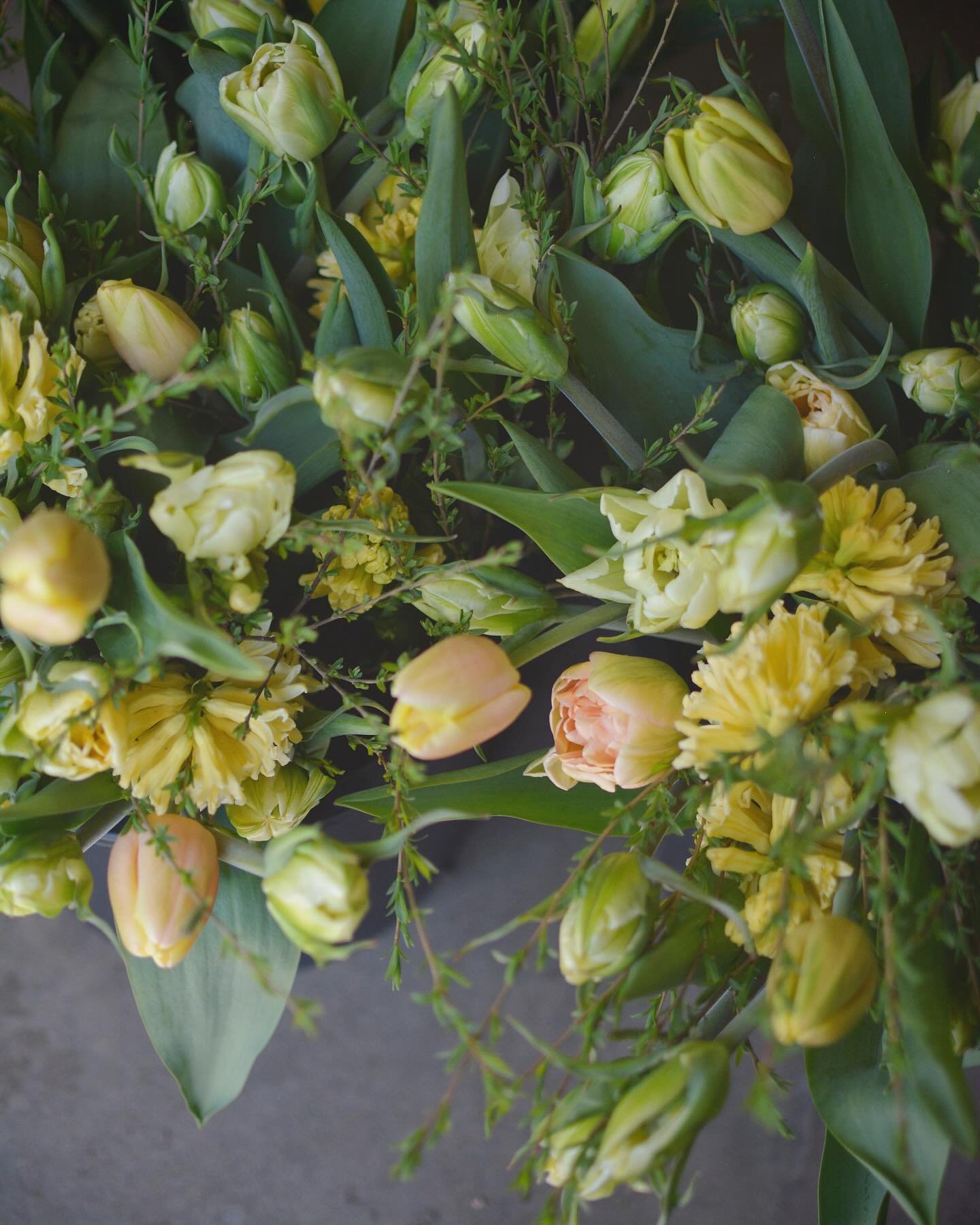 This week&rsquo;s subscription bouquets really grab you ☺️ One of my favorite tulips, &ldquo;Exotic Emperor&rdquo; is finally here! It was difficult for us to wait half a year since planting to share with you. Their performance is dramatic and irresi