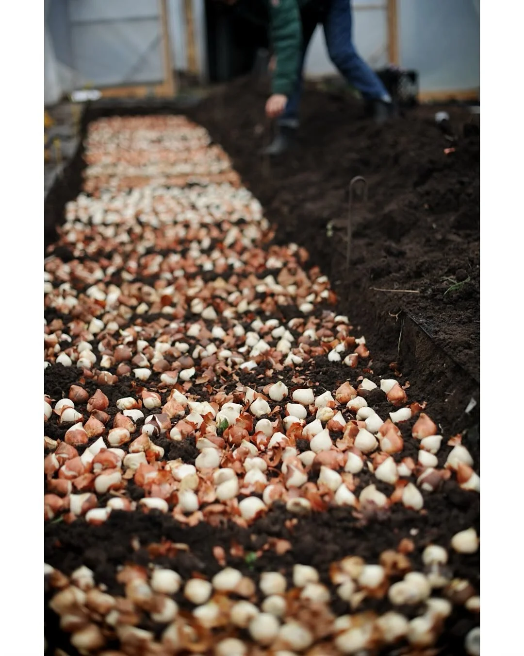 Tulips are all in the ground. Feeling better :) 2026 let&rsquo;s go&hellip;

#aseasonalshift #grownnotflown #tuliplove #tulipbulbs #farmerflorist #duluthmn #flowerfarm