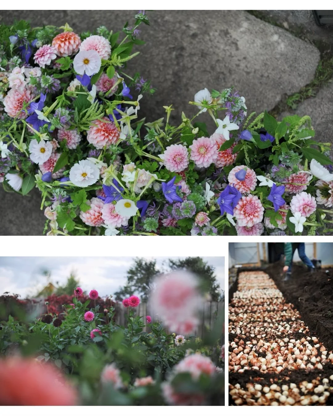 Hunting for treasures in the warm season&hellip; every day has exciting changes. We share our discoveries May thru October! The promise of spring blooms might be this year&rsquo;s best holiday gift ✨✨

#flowersubscription #duluthmn #mngrown #flowerlo