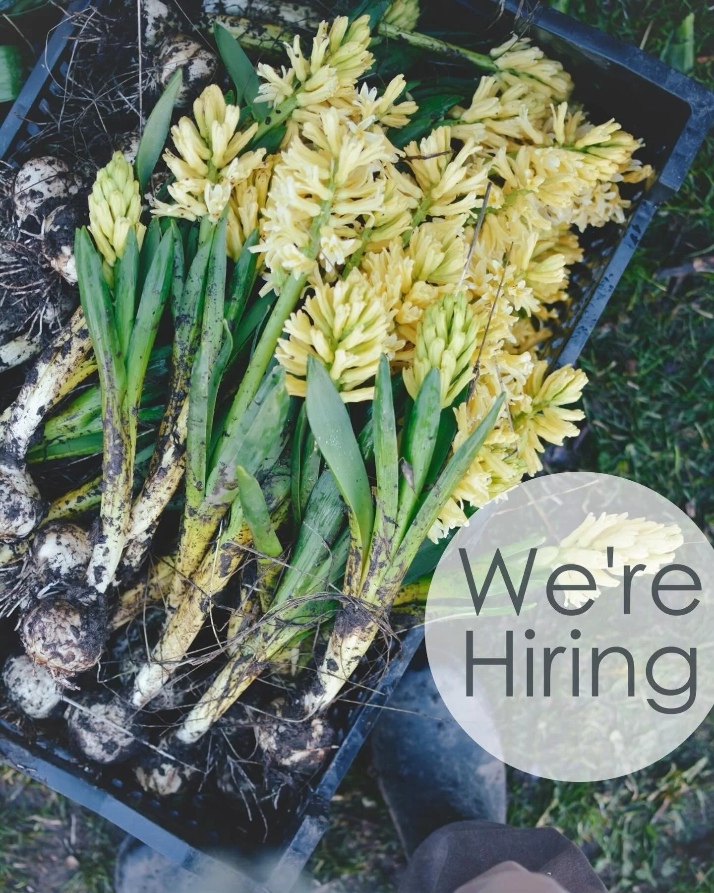 Hi, all! We&rsquo;re looking for a new staff member at our West Duluth flower farm and studio. The work varies widely day-to-day, season to season and we&rsquo;d like to find a flexible, open-minded person to join us. We operate from late April to Oc