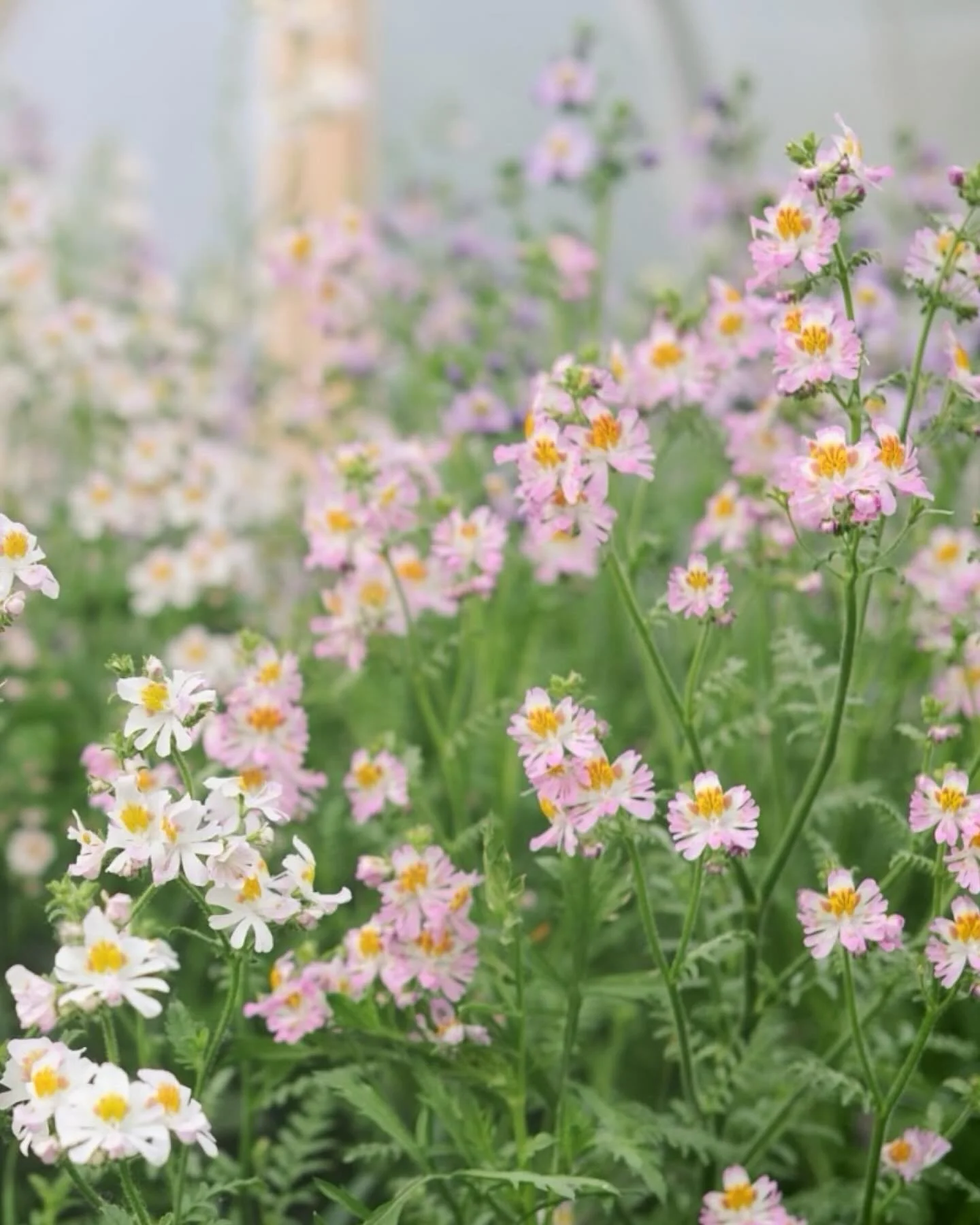 Rolling toward our seventh year of flower subscriptions. May through October we deliver seasonal blooms to the homes and businesses of our flower friends. It&rsquo;s community supported agriculture at it&rsquo;s most beautiful :)
Weekly &amp; bi-week