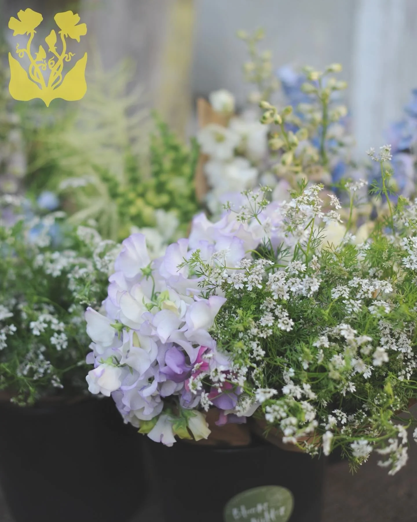 Ever seen yellow sweet peas? Meet ours. We&rsquo;ve been working on a logo with @j.danielson.art 

Sweet peas are cherished blooms on our farm as many of you may have noticed :) They have all the colors of the rainbow &ndash; except yellow (if you fi