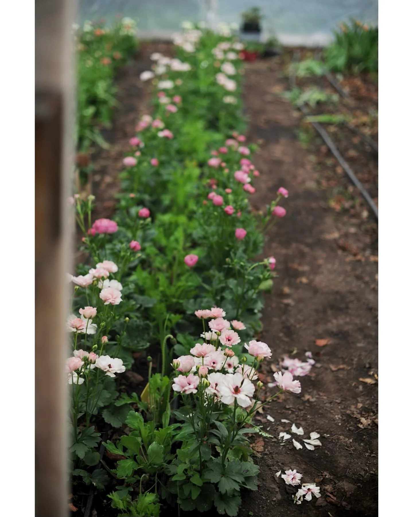 A morning with butterfly ranunculus. We&rsquo;re learning thier ways&hellip; 

#ranunculusflower #mngrown #grownnotflown #duluthmn