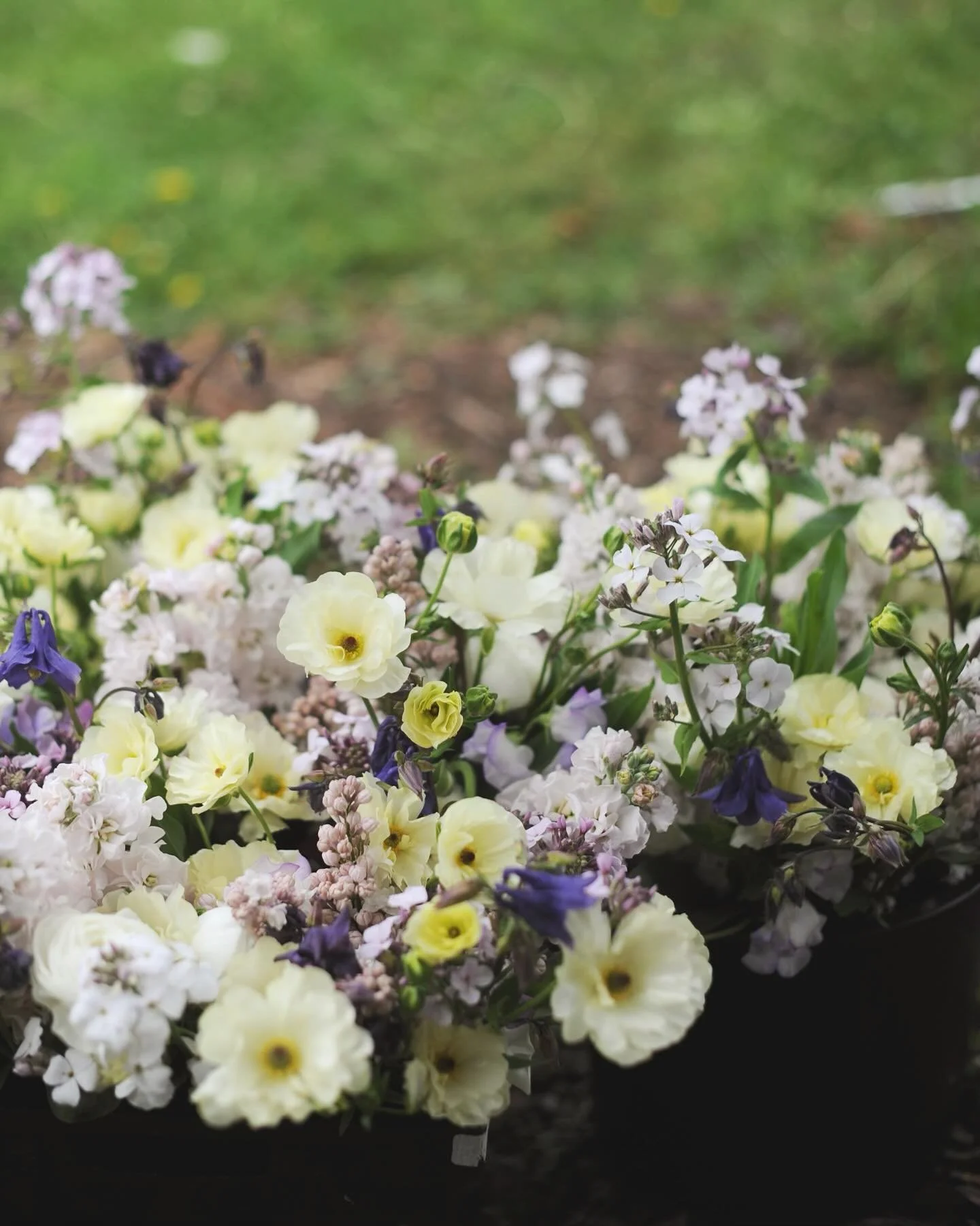 Stock, sweet pea, sweet rocket &amp; &ldquo;Beauty of Moscow&rdquo; lilac. What amazing scents from these four.

It&rsquo;s the first harvest of our lilac bushes since planted around four years ago. Good timing girls. 

#sweetpeaflowers #lilac #beaut