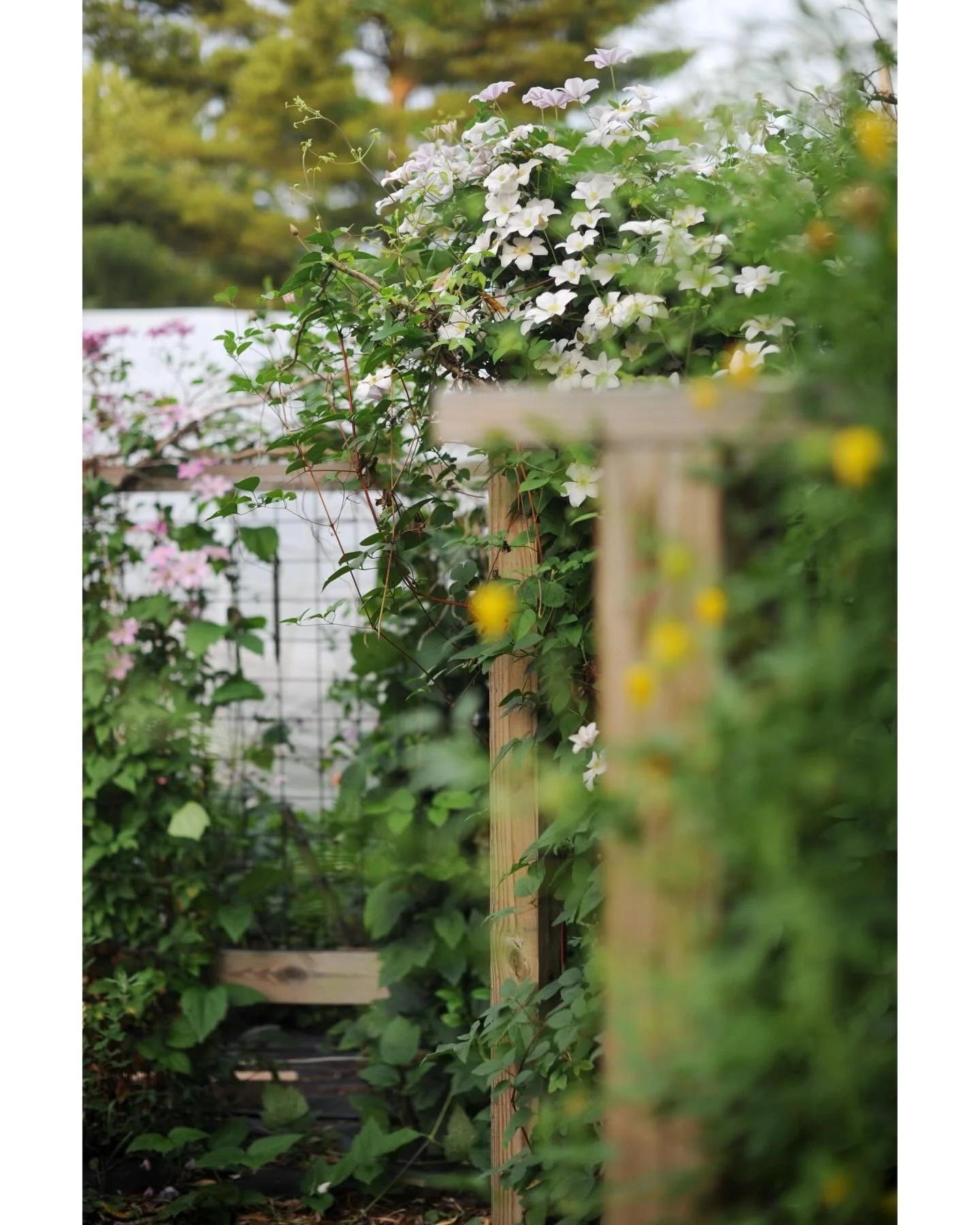 Early mornings or dusk have been the best times to work in the July heat &amp; humidity. We&rsquo;ll take rain any day. Zinnias and clematis vines are the main attraction &mdash; sweet pea are hanging around &amp; the dahlias are on the way. Summerti