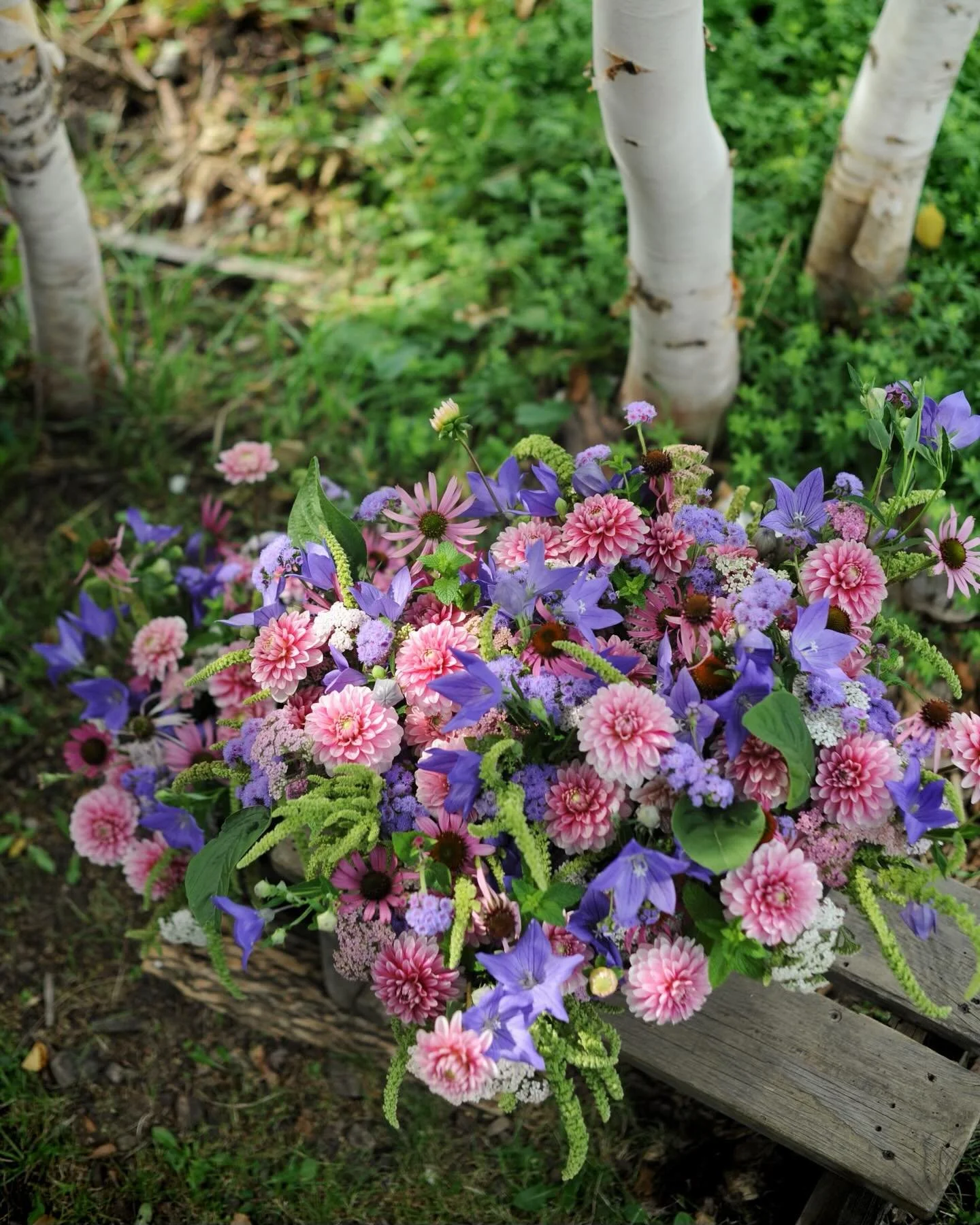Weekly subscription bouquet have a new main character&hellip; Dahlias will take your breath away :)

These berry pink ones always seem to be the early bloomers 🍓

#dahliaseason #dahlialove #grownnotflown #blooooms