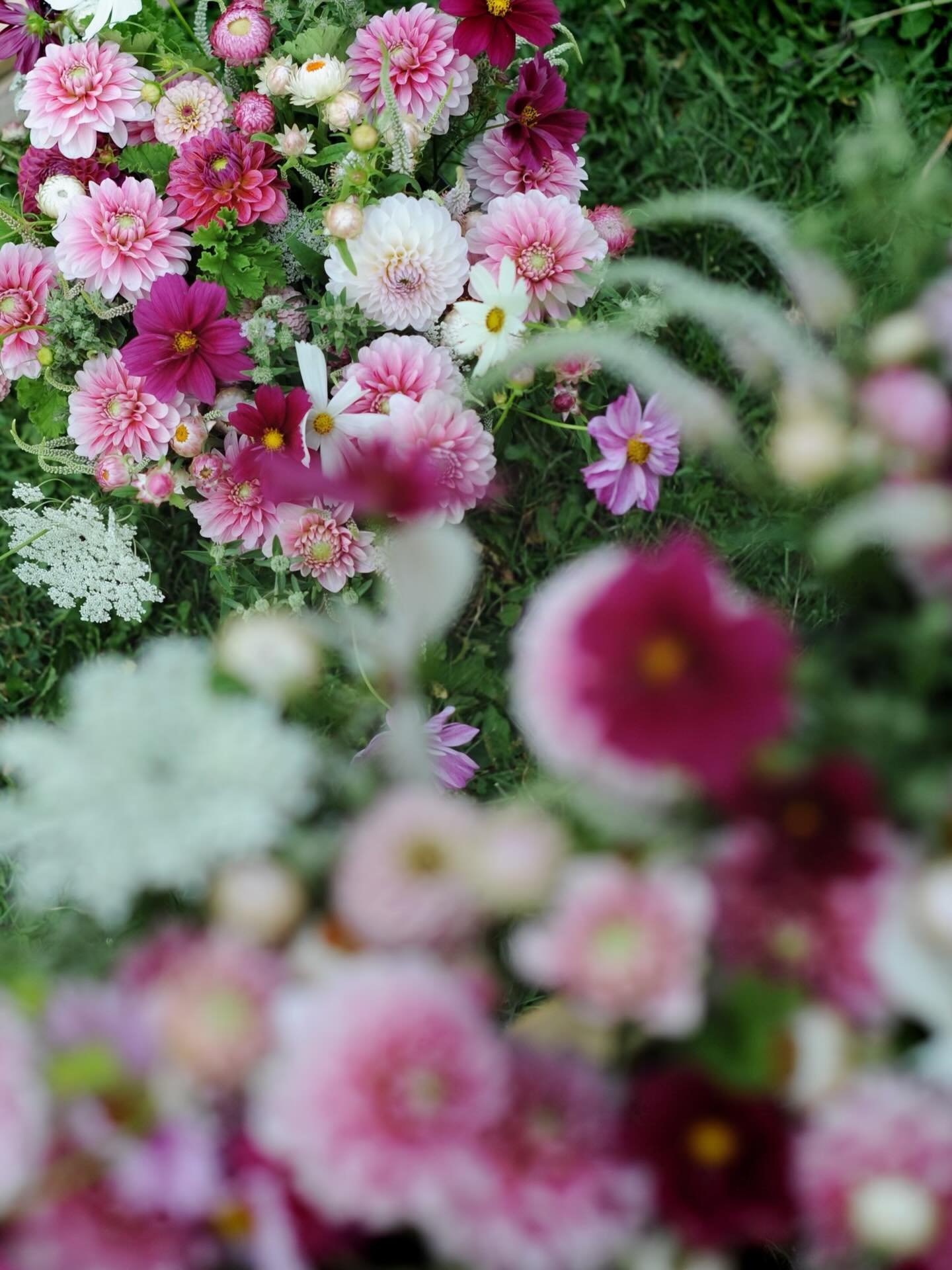 Back to dahlia season. Much fun on the horizon with theses loves 

You&rsquo;ll start to see more dahlias tucked into our bouquets 👐🏼 Next month is their peak and we still have openings for our weekly subscriptions in September!

#dahlialove #dahli