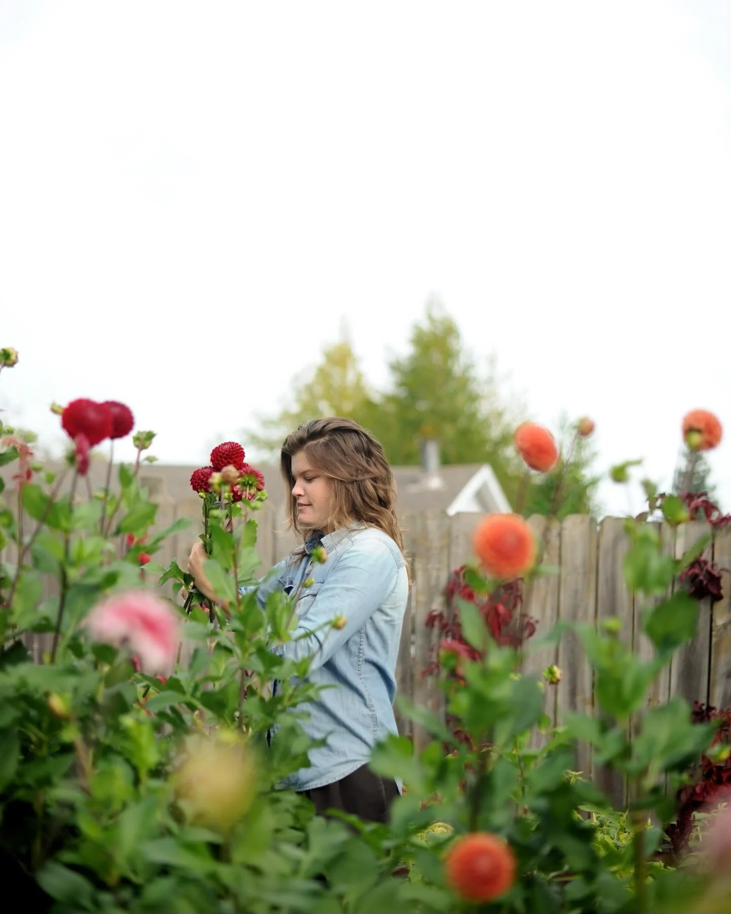 Might spot @alby._.alex in our field harvesting &mdash; tulips all the way to dahlia season. Shes been great company. 

#dahliaseason #flowerfarm #duluthmn #mybloominglens #grownnotflown
