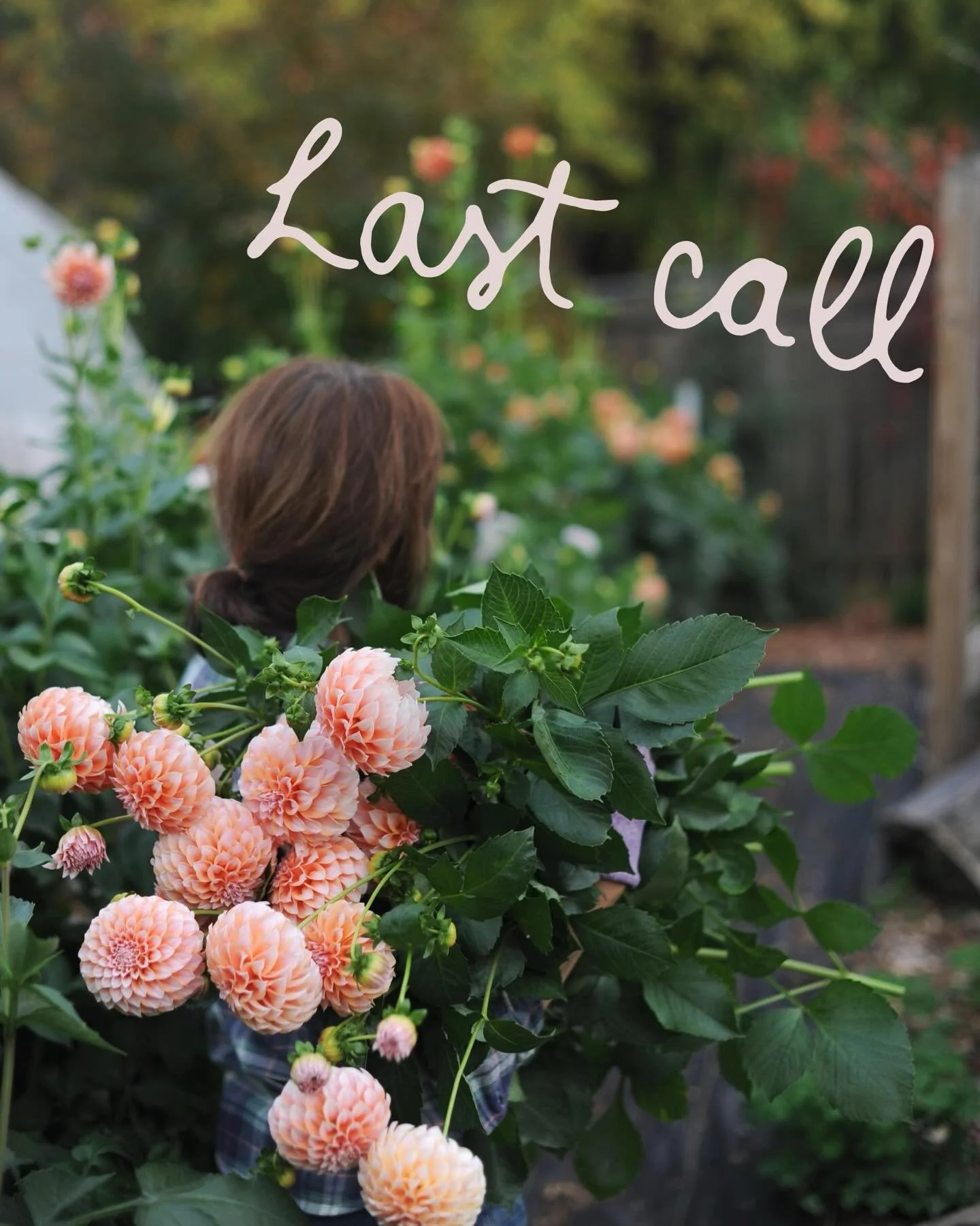 The air is shifting and dahlias are at their peak. We&rsquo;re enjoying the many waves of colors and endless shapes this season. It&rsquo;s last call to bring this beauty into your home :)

Check out our website for options. It&rsquo;s the final week