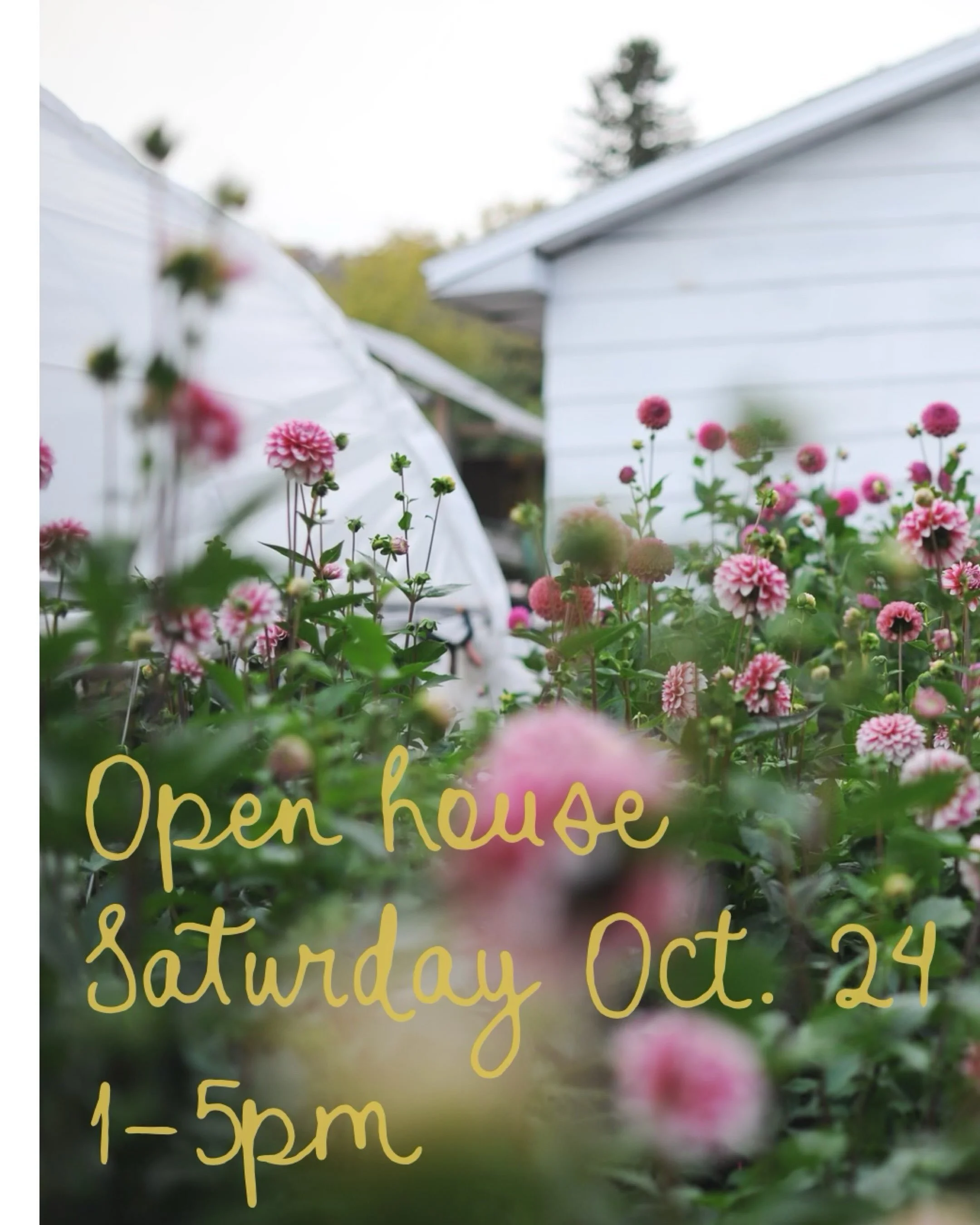 This autumn our dahlias have been fantastic! We&rsquo;re celebrating with an Open House this Saturday, October 24, 1-5pm. Come get some&nbsp;free fall color and enjoy a lovely day on the farm.&nbsp;

Bring a bucket or vase and snip some blooms! We&rs
