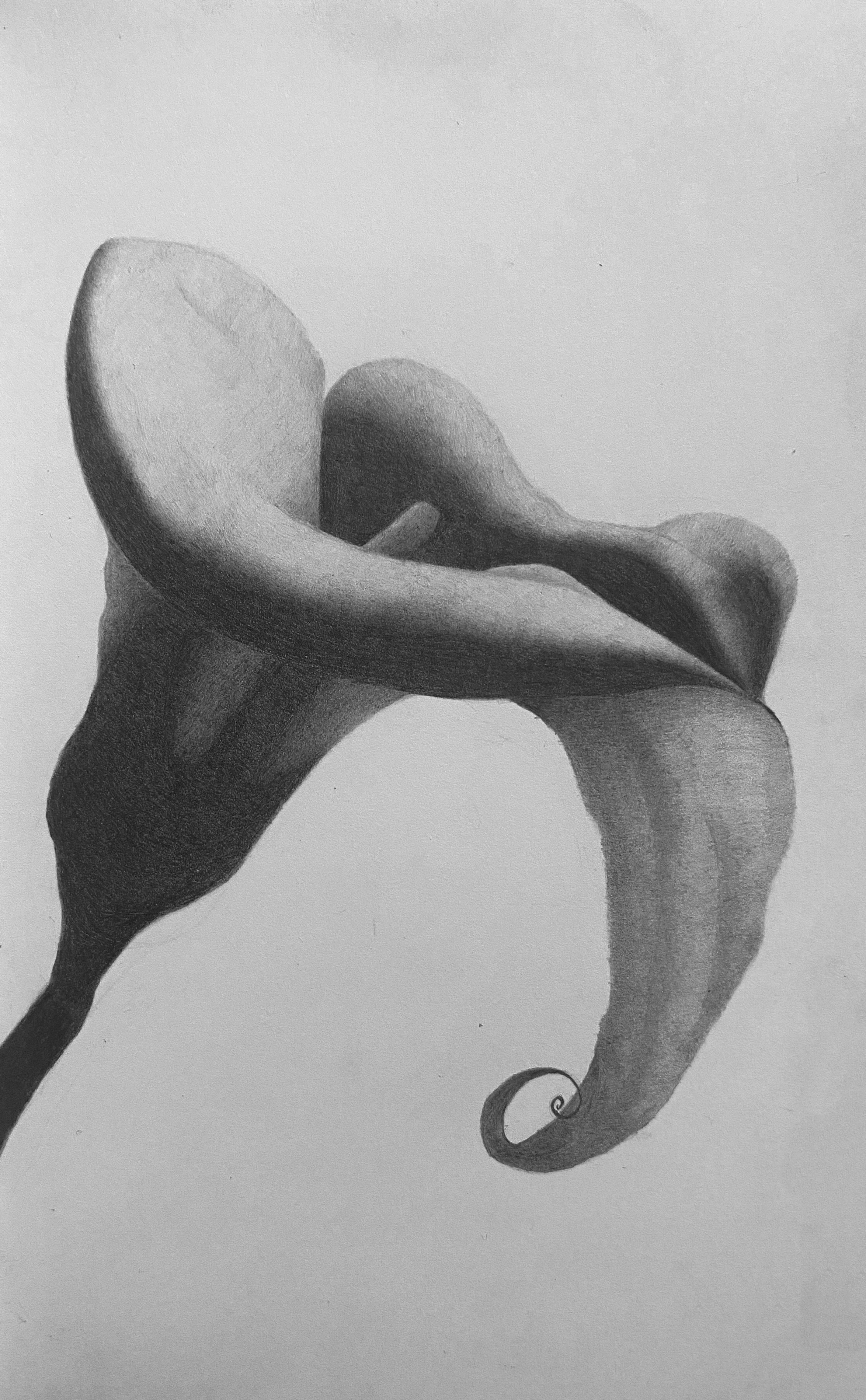 Graphite & Color Pencil