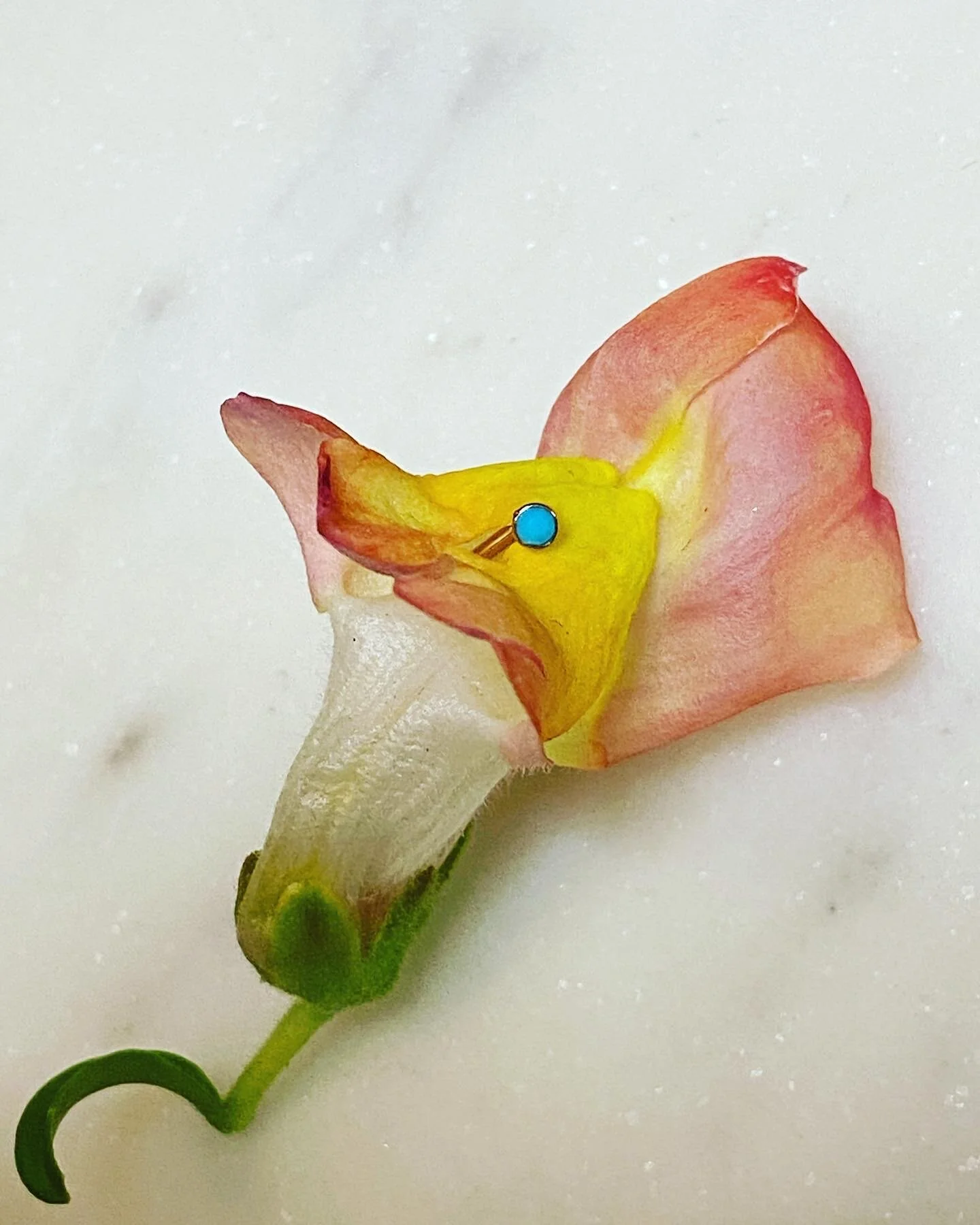 Turquoise Nose Ring.JPG