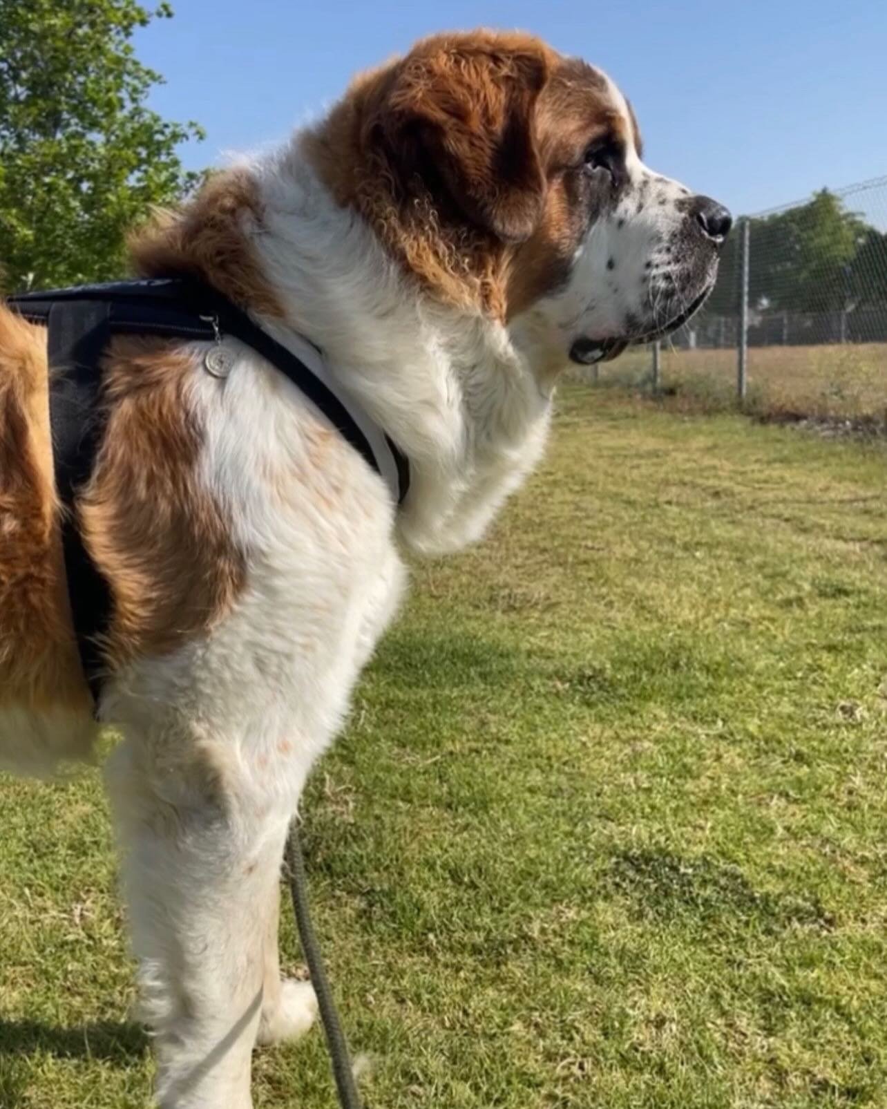 🫧www.RubyStyloCrystal.com Happy Shopping!🫧Swipe for a Smile🫠🤍🫧
Volc&aacute;n wearing his FAV 18K Gold Medallion
.
.
.
#FOCUS #Positivity #JOY #SaintBernard #Sunshine #BuenosD&iacute;as ☀️🫧