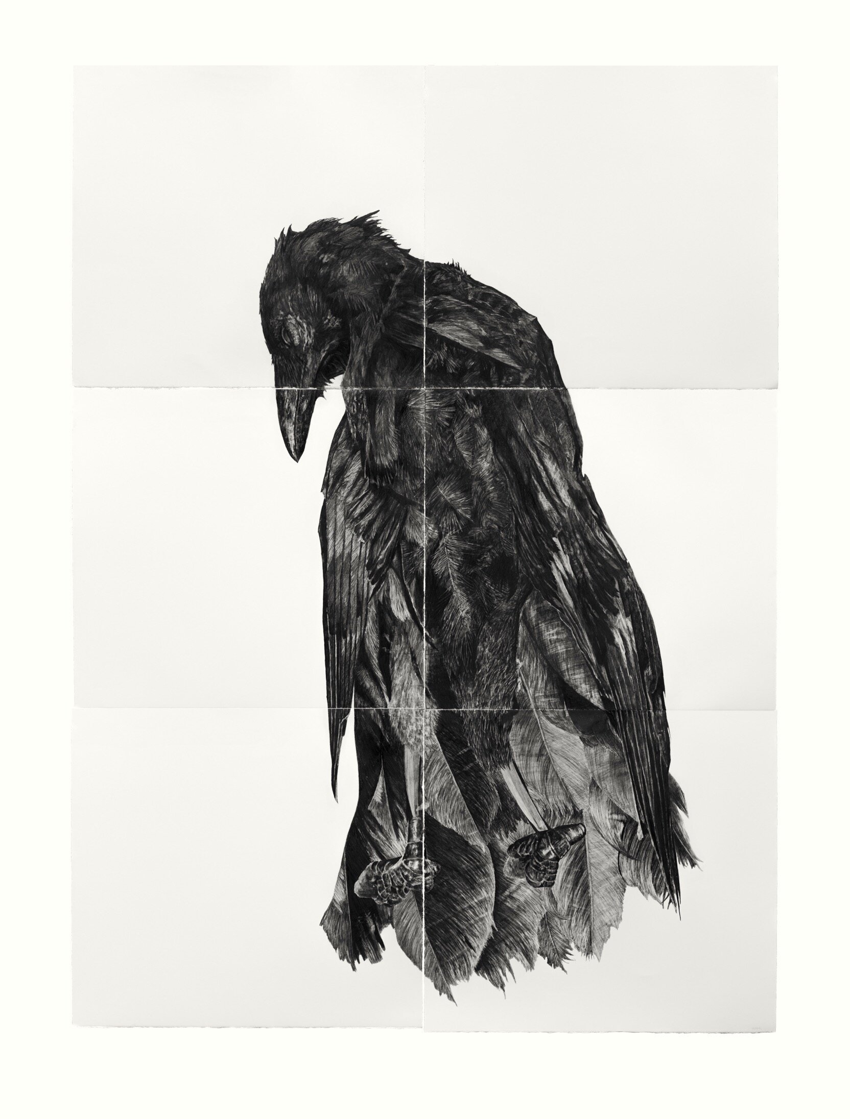 ENVY the RAVEN