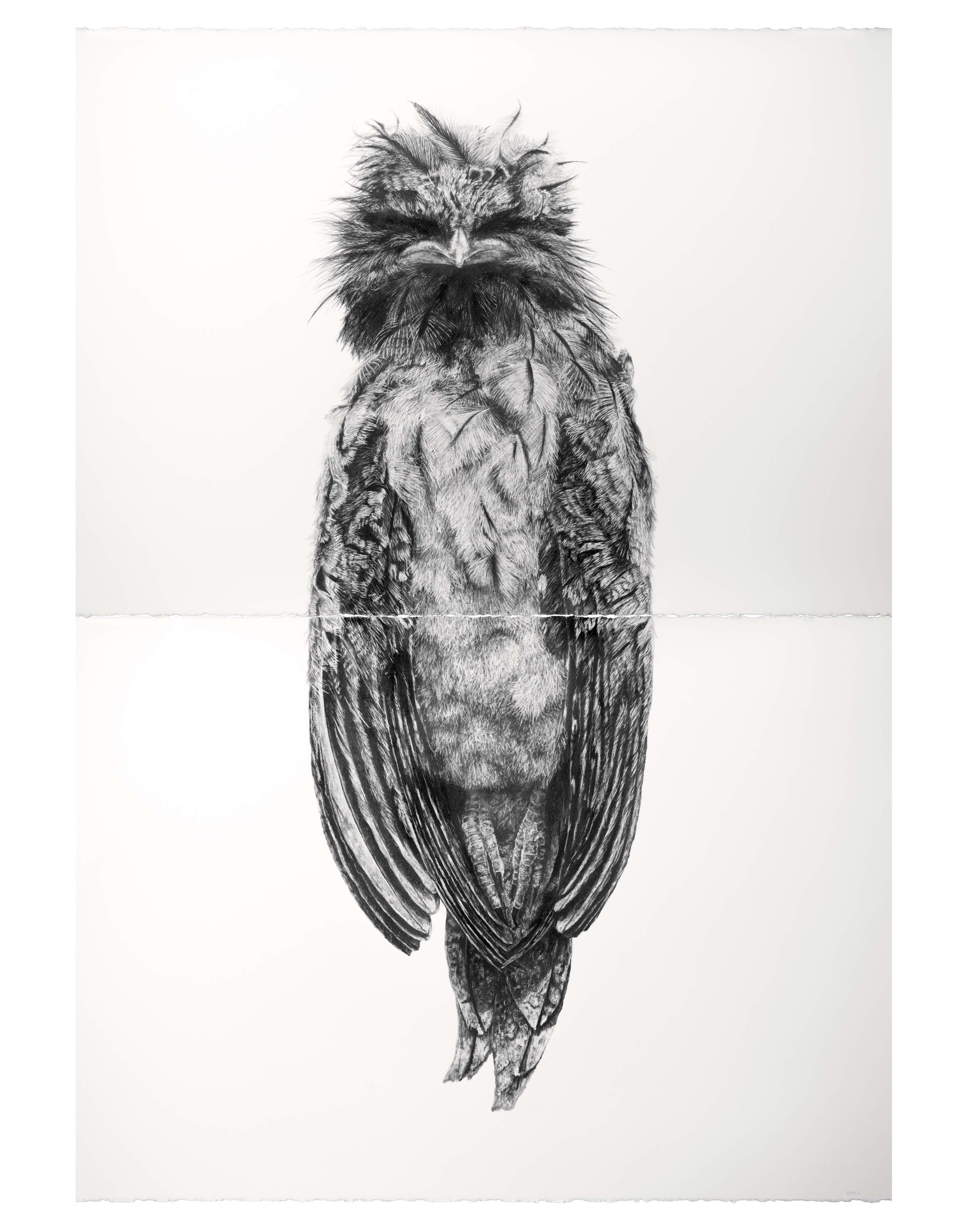 Tawny Frogmouth