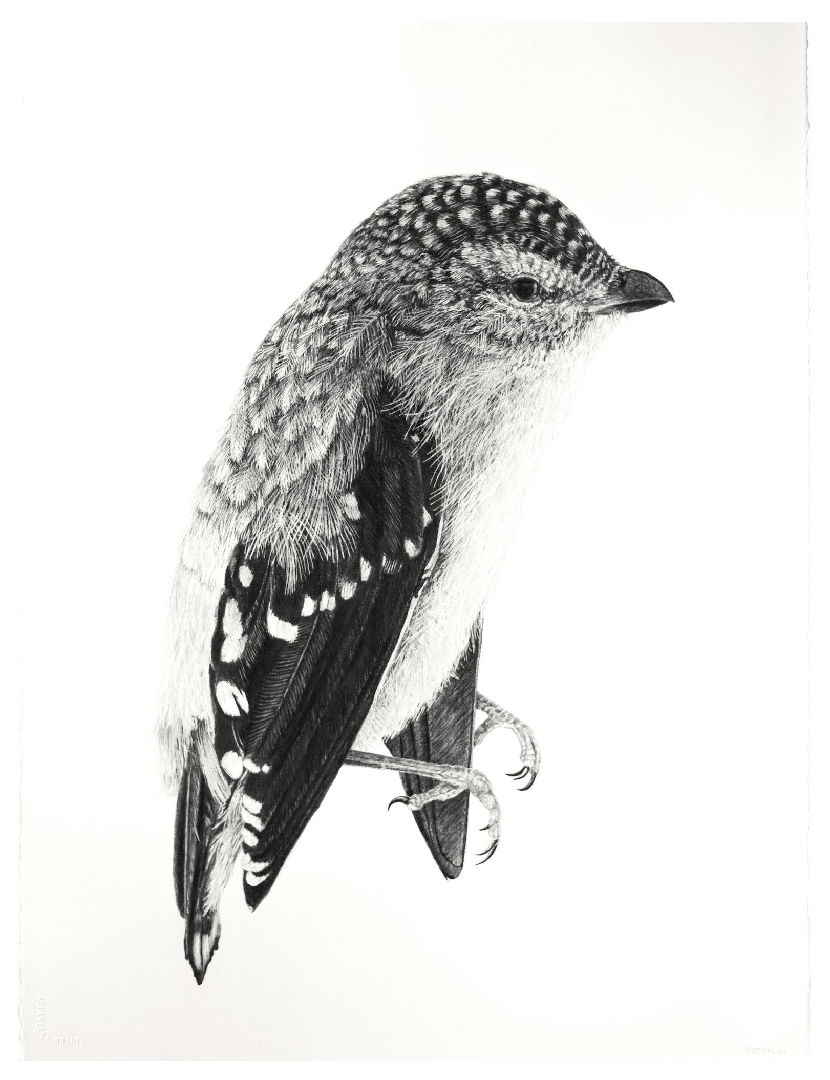 Spotted Pardalote