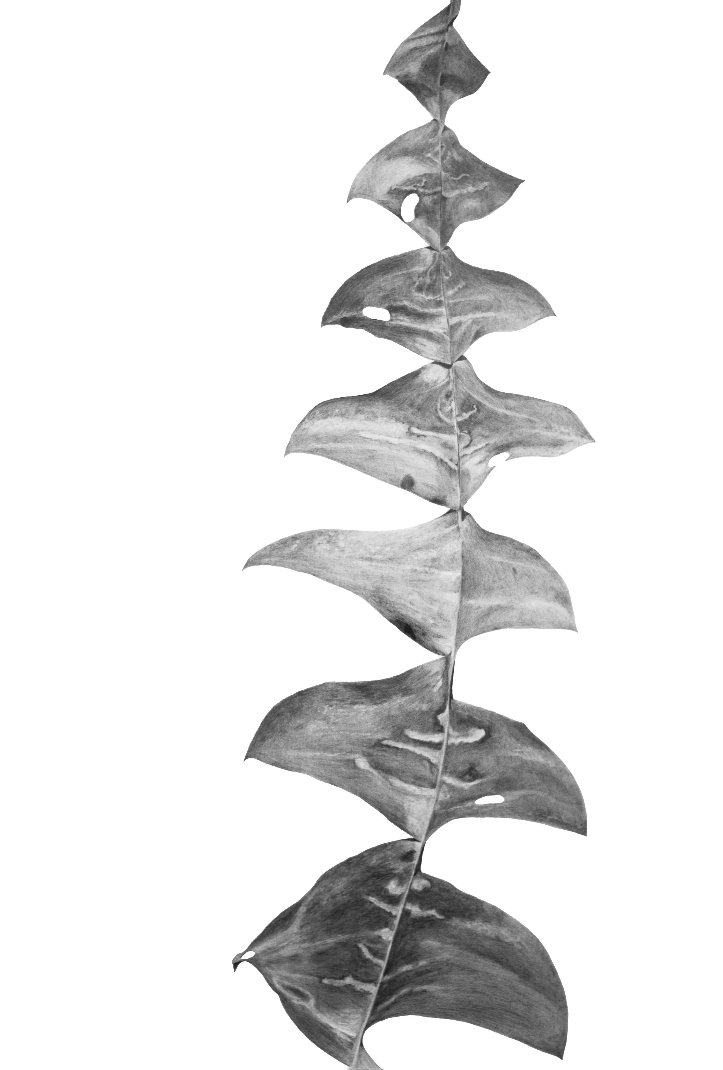 Found Object 2 (Banksia leaf) .jpg