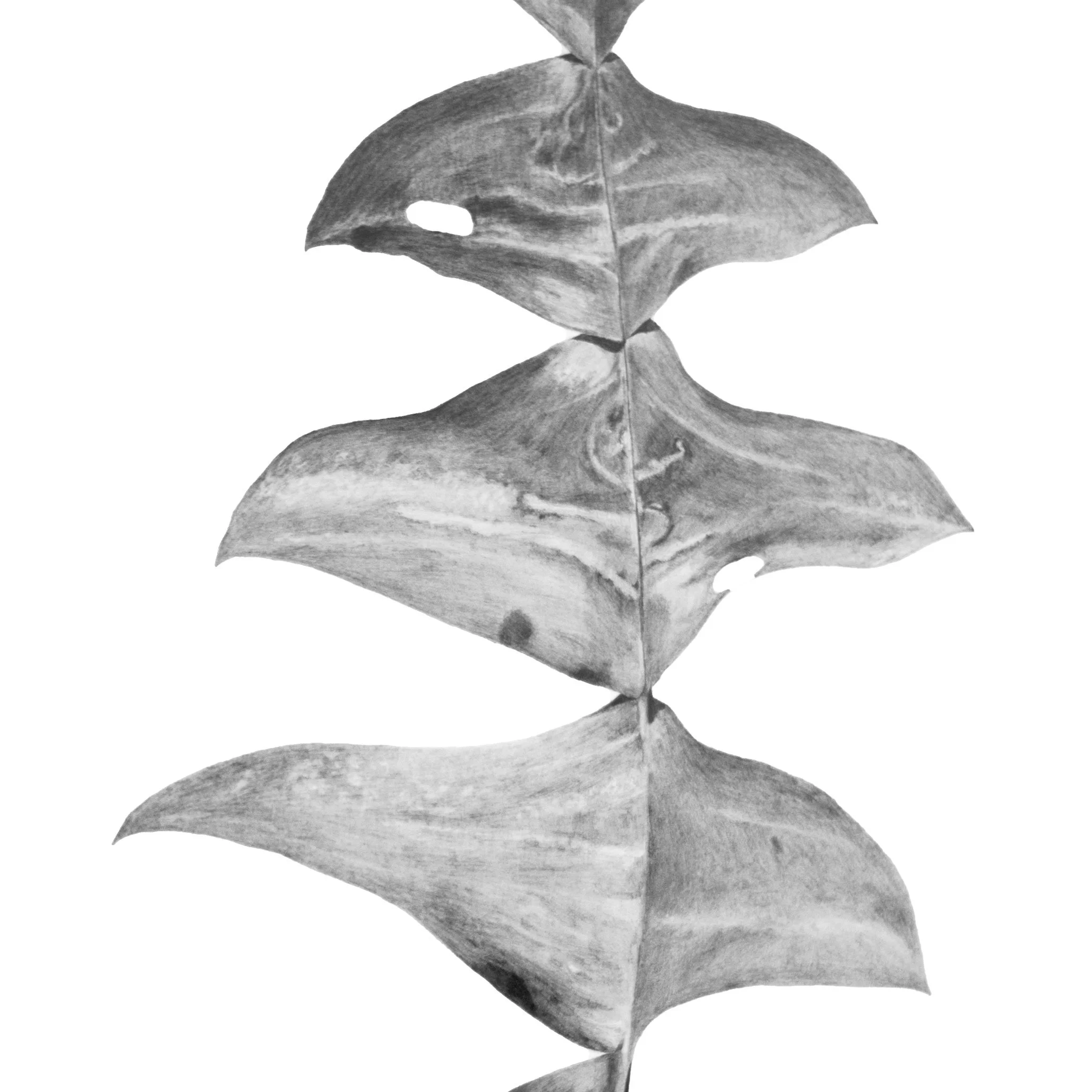 Found Object 2 close .jpg