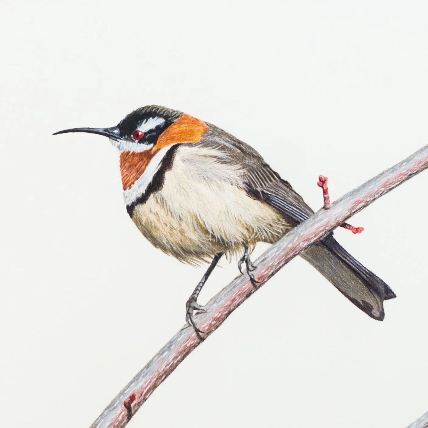 Western Spinebill Close up .jpeg
