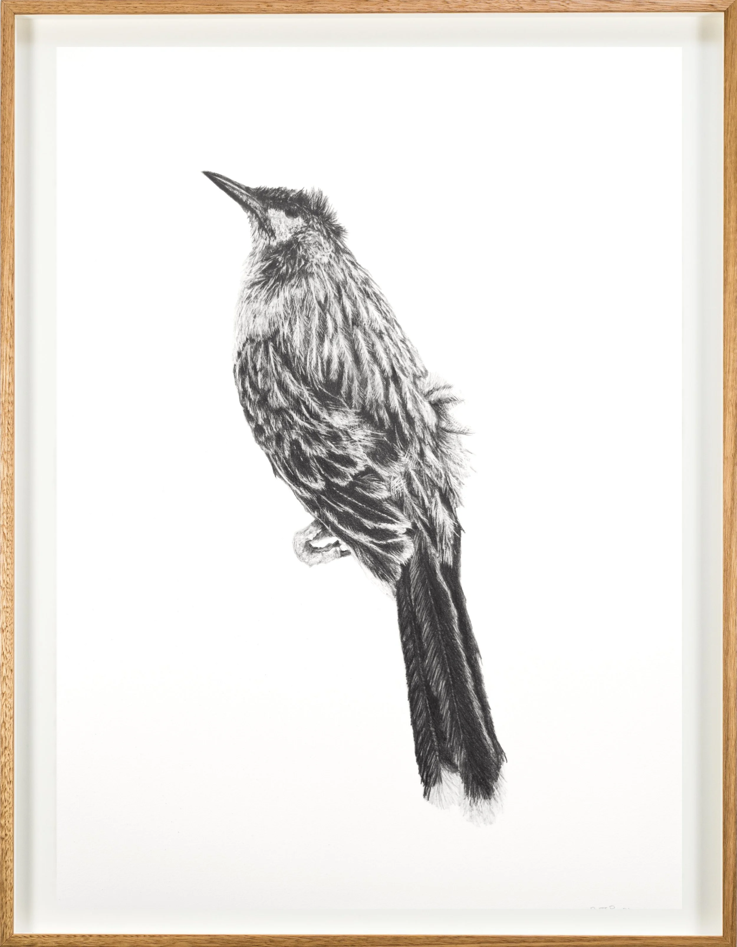 Deceased Wattle Bird (b) Framed .jpg