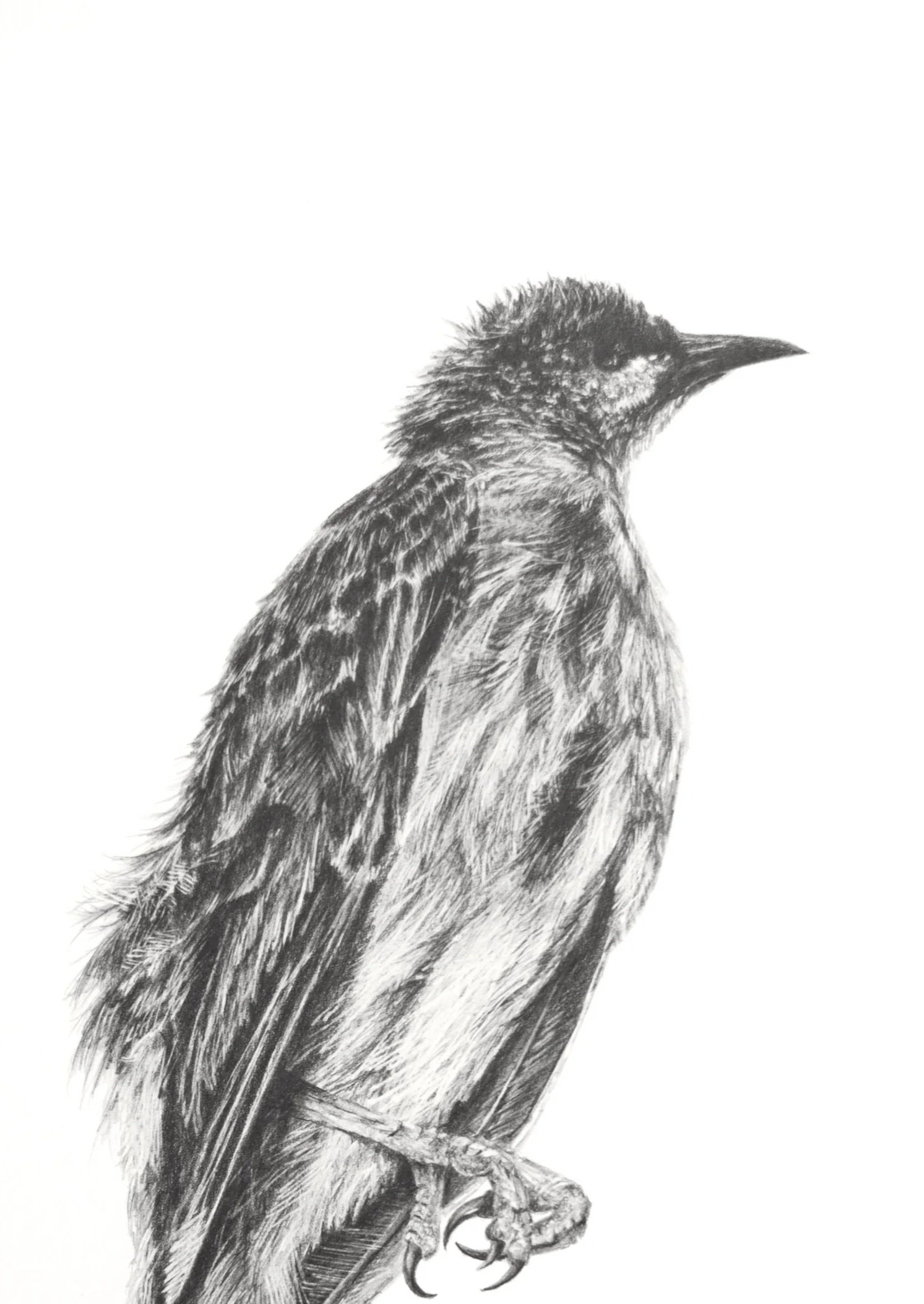 Ross_Potter_Deceased+Wattlebird+%28a%29_Mixed+Media.jpg