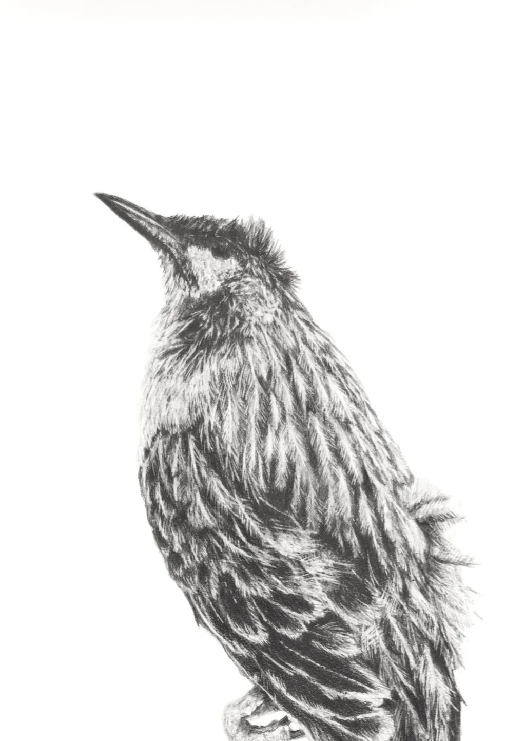 Deceased+Wattlebird+b+.jpg