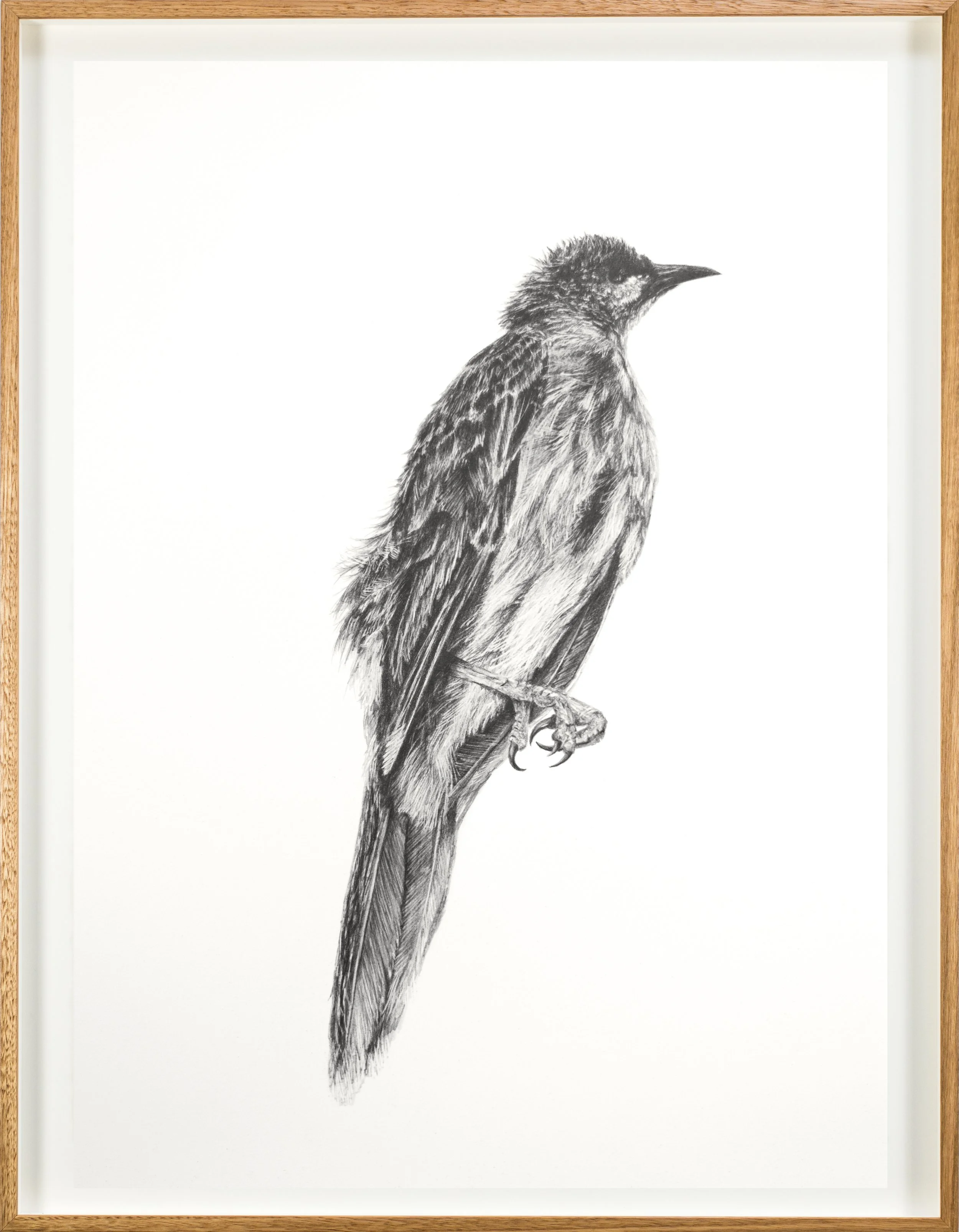 Deceased Wattle bird (a) framed .jpg