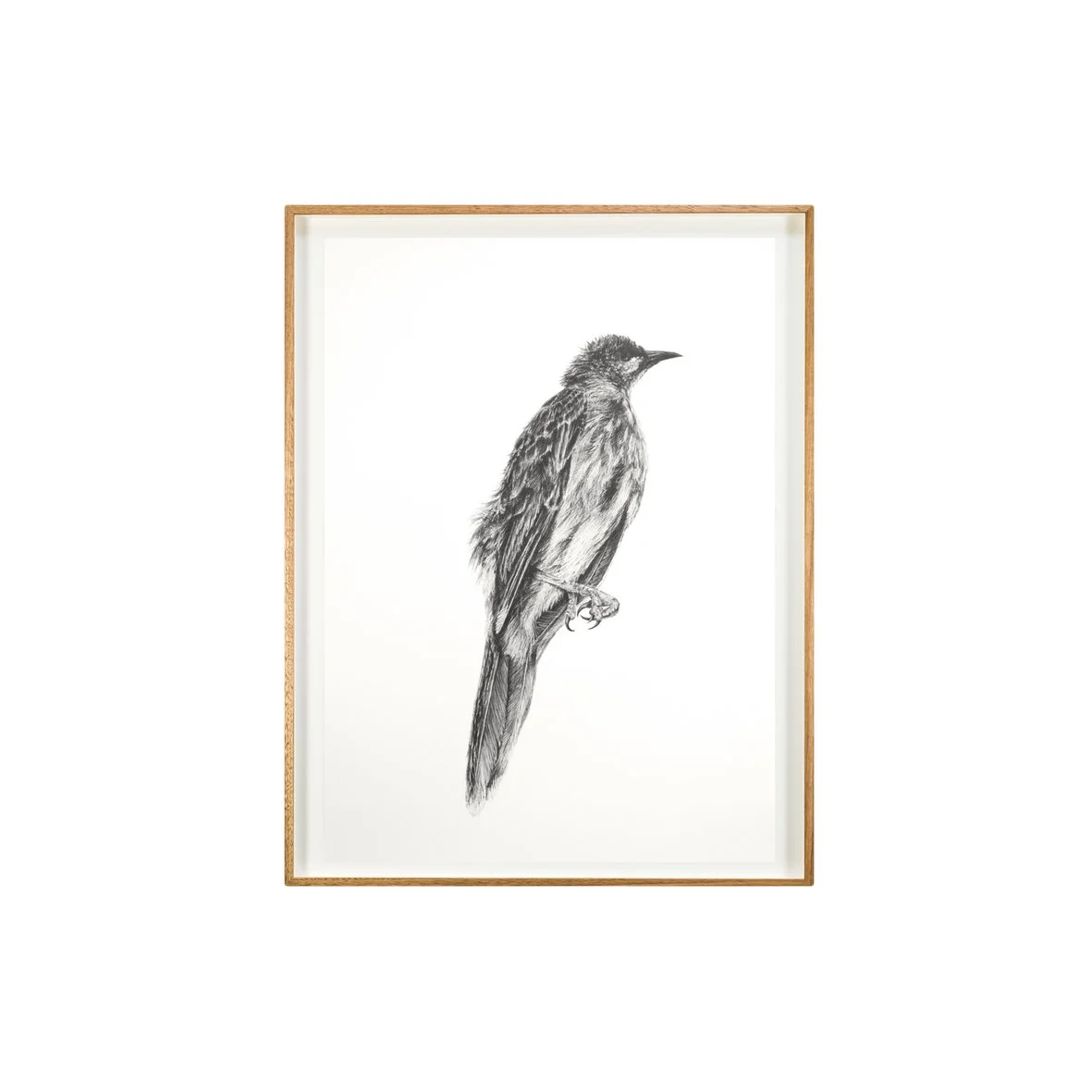 Deceased Wattle bird (a) full web image .jpg