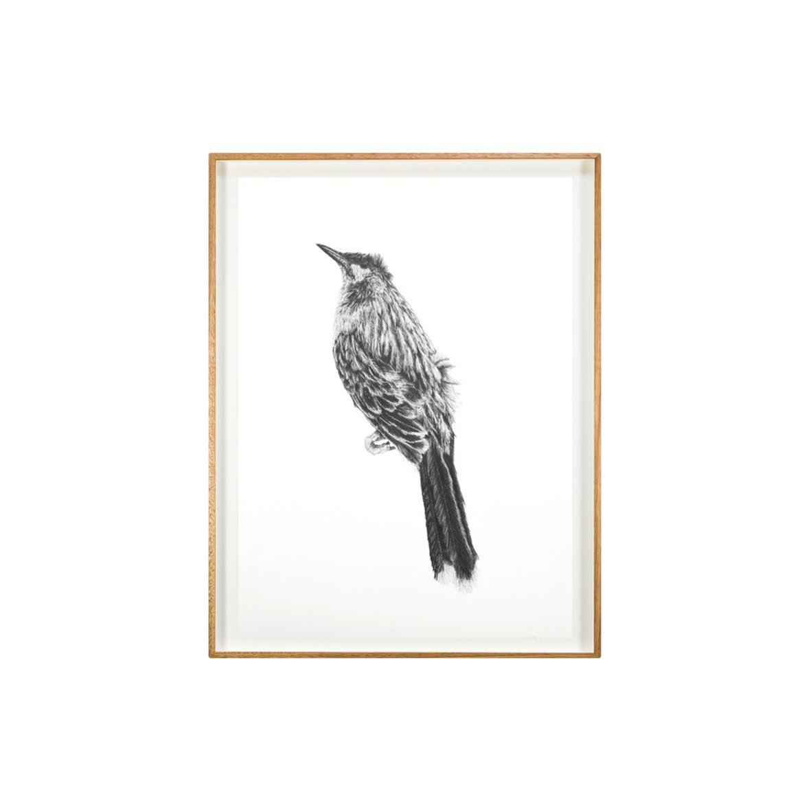 Deceased Wattle Bird (b) full web image .jpg