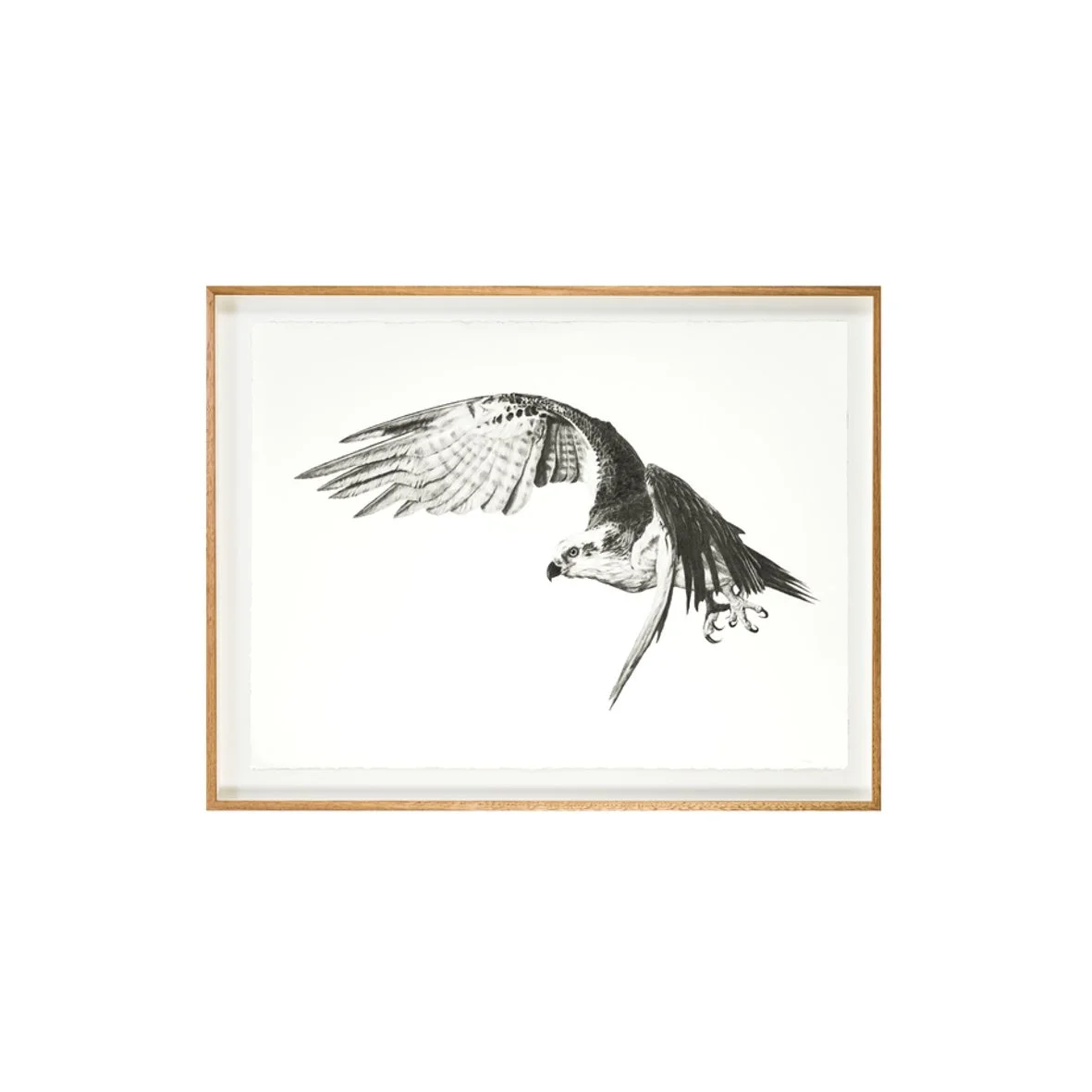 Osprey frame  full web image.jpg