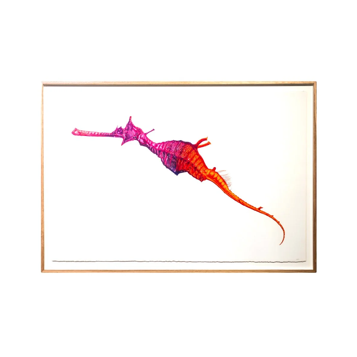 Sea Dragon pink Full Web image  .jpg