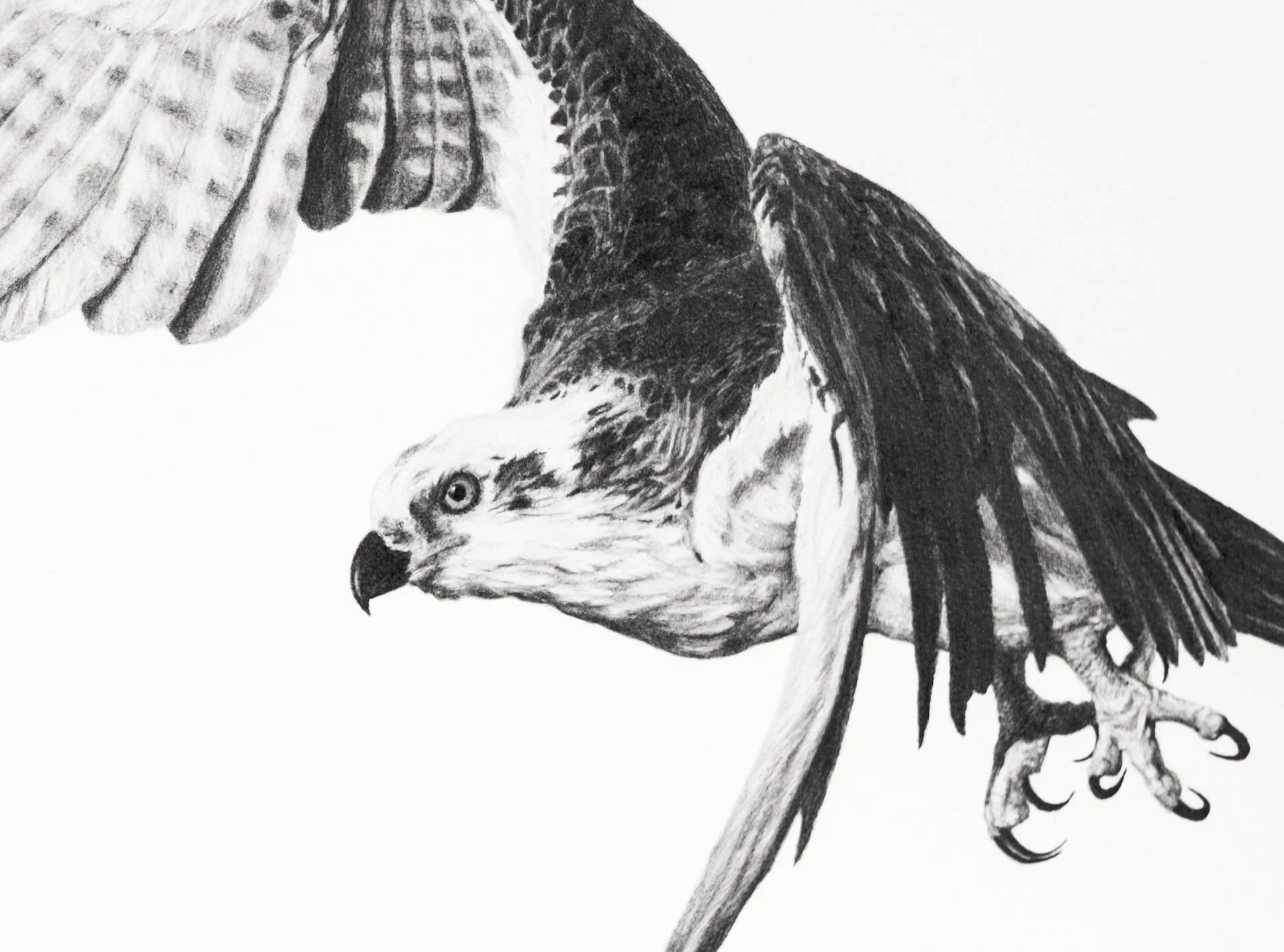 The Seeker_Osprey_RossPotter  detail .jpeg