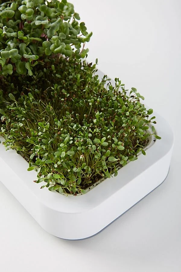  Water tray on the base of the microgreens grower keeps the sprouts hydrated. 