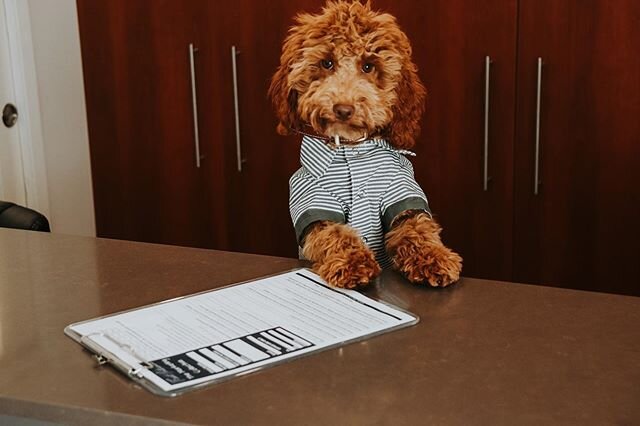 I know your a great candidate, I still need you to complete a form 📝 and sit☝🏼😂
.
.
.
#workingdog #officedog #dogsofinstagram #sunshinecoastjobs