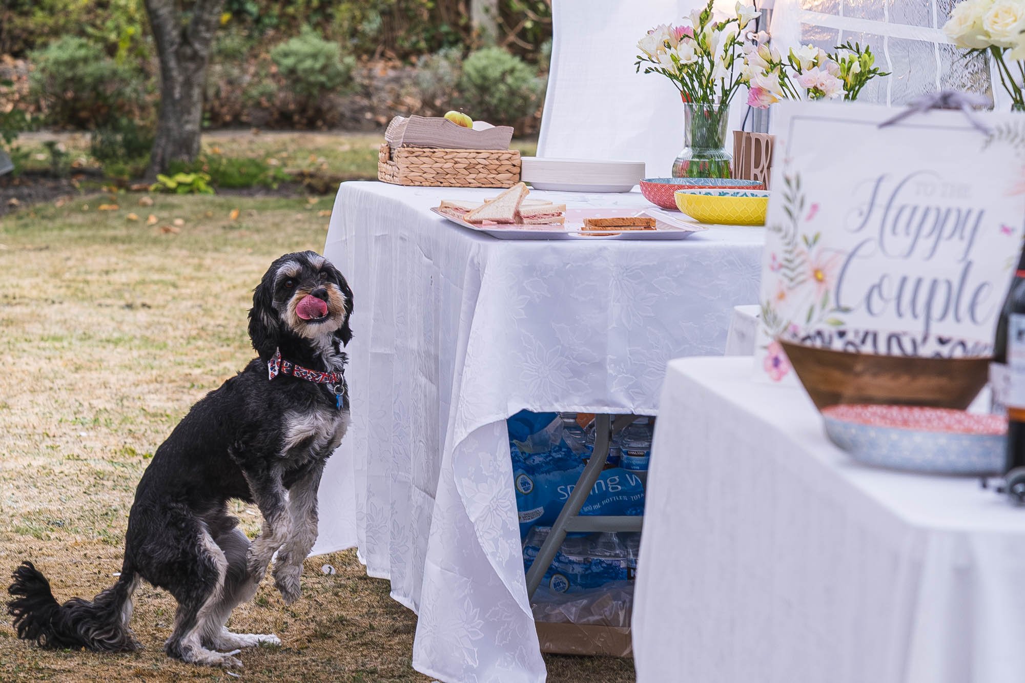 Dog standing beside buffet table at relaxed Oxfordshire garden marquee wedding reception