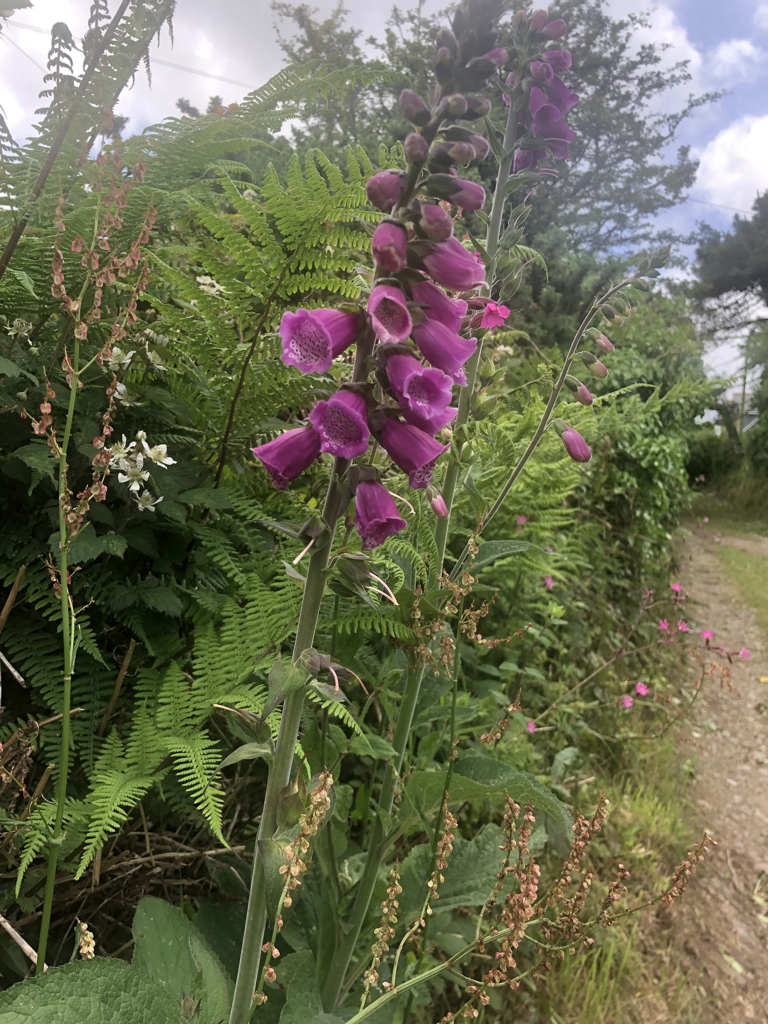 IMG_0360 (1).jpeg