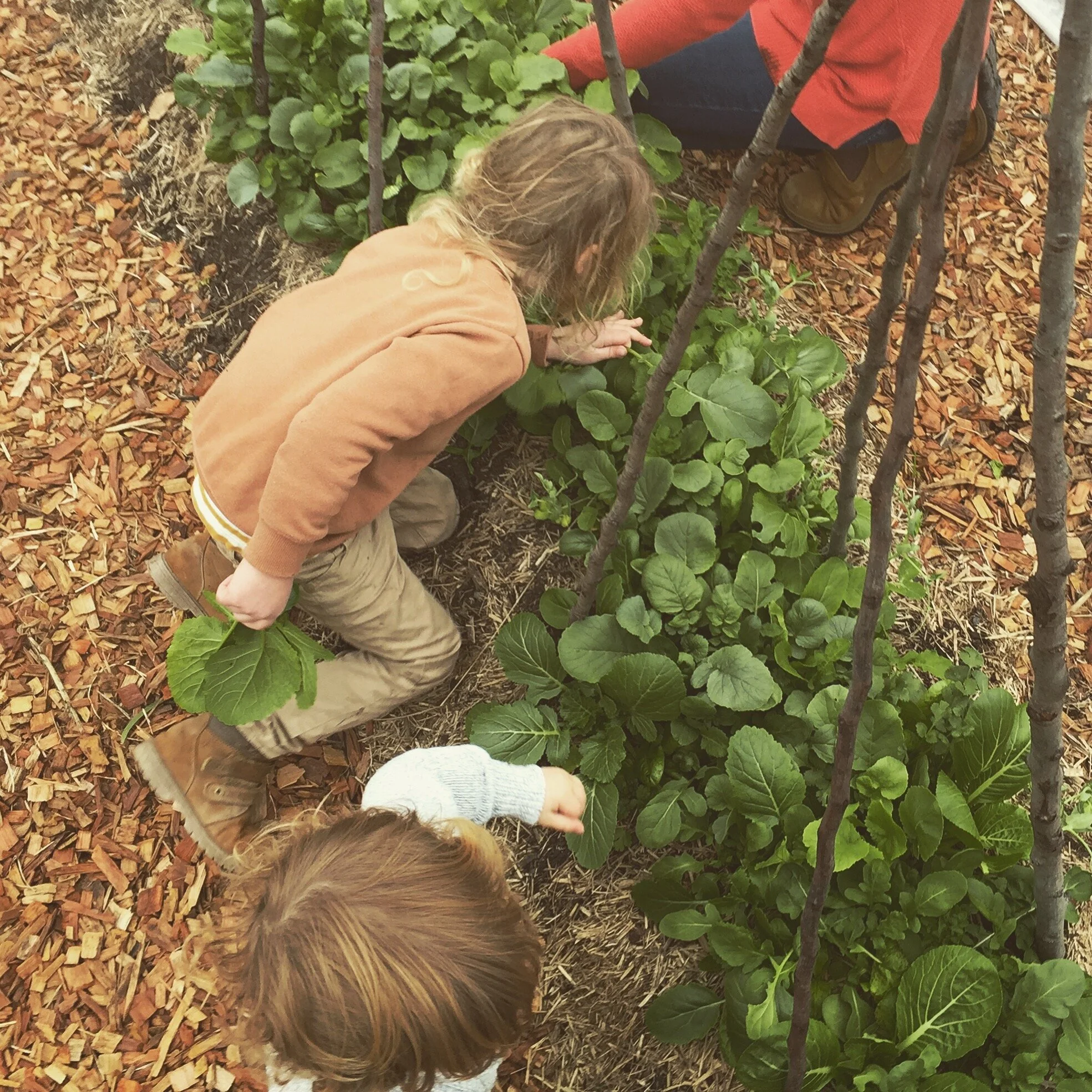 Two children and an adult picking leafy greens from a garden bed with wood chip mulch, surrounded by small plants and support sticks.