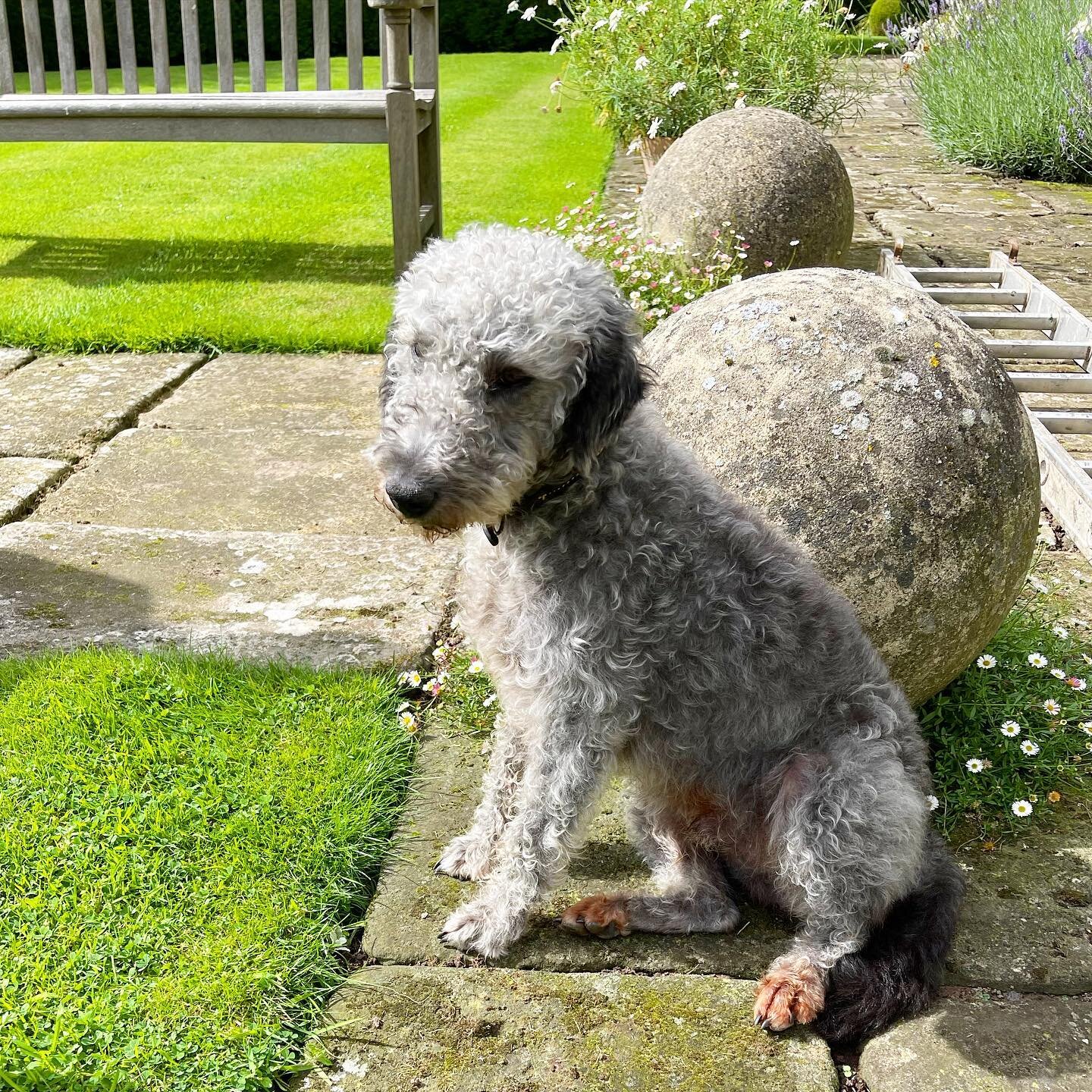 Apparently it&rsquo;s International Dogs Day, so here is our beloved Herbert to say hello 🙌🙋🏼&zwj;♀️🙌
🐾
He&rsquo;s been keeping an eye on me in the garden as I&rsquo;ve been high up the ladder in the pic, pruning and tying in a climbing plant. I